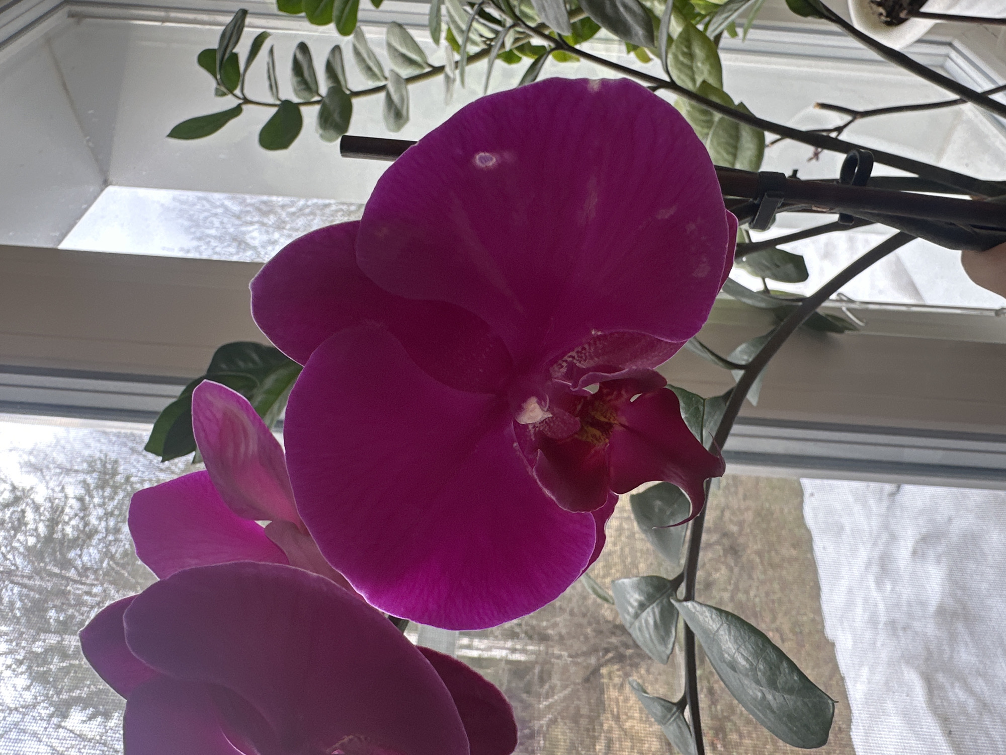 The image captures a vibrant purple orchid in an indoor setting, positioned in front of a window. The main subject is a large, deep magenta Phalaenopsis orchid flower, prominently displayed in the foreground, with parts of other orchid blooms visible below. The petals exhibit a slight translucence, especially where backlight hits them, and one petal shows a lighter, irregular spot.
Behind the orchid, a window allows natural light to filter in. The window pane appears to have condensation, frost, or snow, creating a diffused, bright background and blurring the outdoor view. Through the frosted window, indistinct shapes suggest bare trees or branches against a muted, possibly overcast sky, indicating cold weather outside. Parts of another green-leaved houseplant, possibly a ZZ plant, are visible around the orchid, adding to the indoor greenery. Black clips are used to secure the orchid's stem to a support structure, keeping it upright. A glimpse of a white plant pot can be seen in the upper right corner.
No specific activity is taking place; it's a still life composition. The bright, diffused light suggests it is daytime. The presence of frost or condensation on the window pane strongly implies a cold season, likely winter, which is consistent with the provided location context of Uva, Russia. The scene evokes a sense of calm and the beauty of indoor nature contrasting with the outdoor chill. There is no visible text in the image.