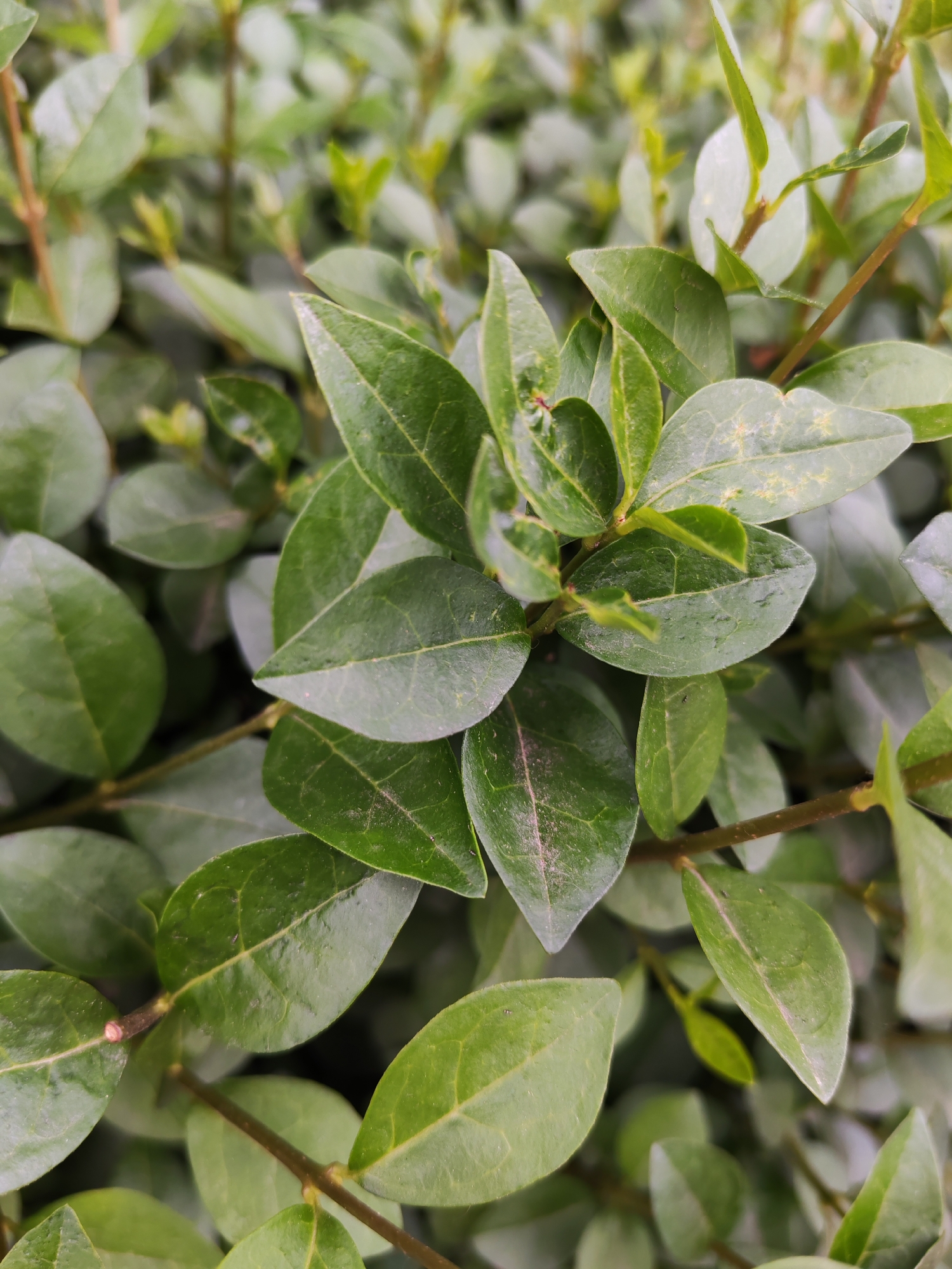 The image shows a close-up of a green plant with small, oval-shaped leaves and brown stems. The plant is densely packed, with leaves overlapping each other. The environment appears to be outdoors, as evidenced by the natural lighting. The location is Unknown, Unknown.