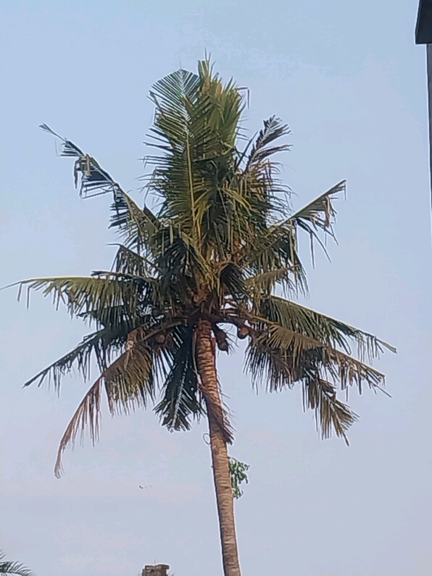 A tall coconut palm tree stands against a pale blue sky, its fronds spread wide. The trunk is textured and brown, with hints of green foliage near the base. Several coconuts are visible amongst the leaves. In the upper right corner of the image, a dark, rectangular object, possibly part of a building or structure, is partially visible. The scene appears to be an outdoor environment in Tlogoadi, Indonesia.