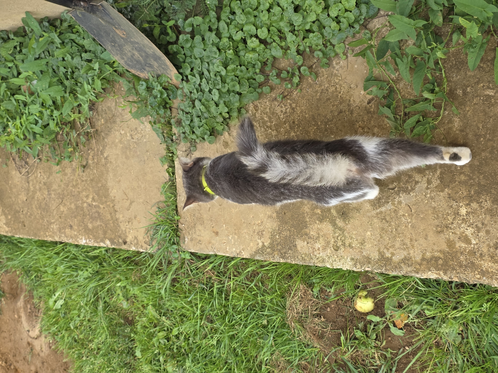 A top-down, eye-level, medium shot captures a gray and white cat with a neon yellow collar walking away from the camera along a narrow, dirty, concrete path. The cat's tail is bushy and striped with white and gray, and it has white fur on its hind paws. To the left of the path, there is an area of green grass with a partially eaten apple on the ground. To the right of the path, there are lush green plants growing. Part of a black shovel blade is visible among the plants. The scene appears to be outdoors in an unpaved area.