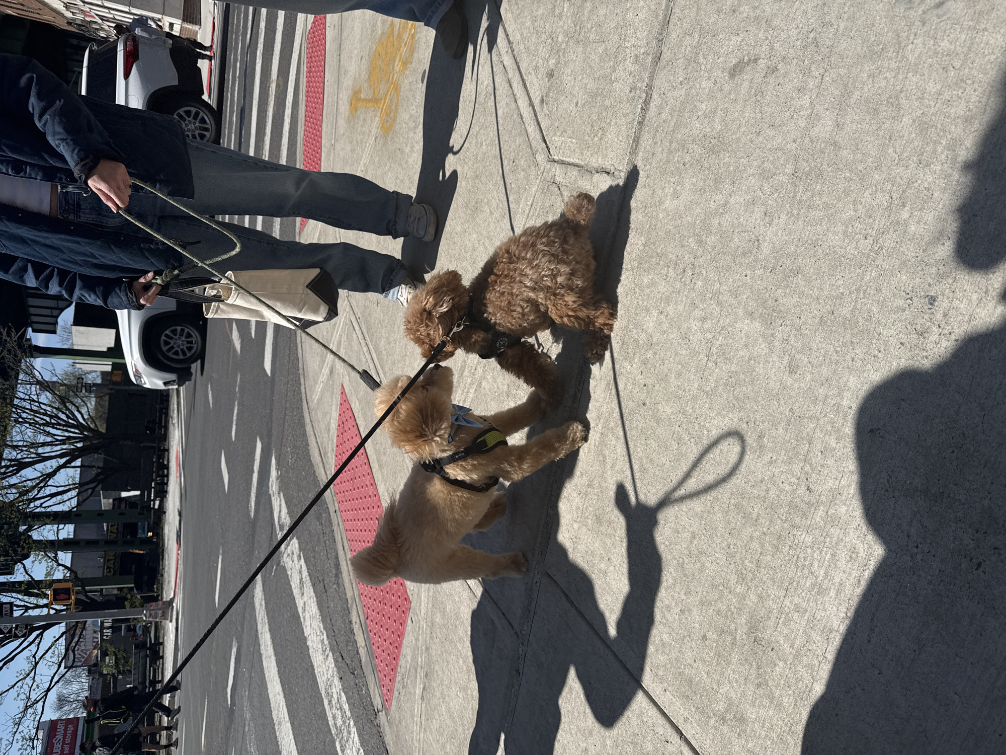 The image shows two brown poodle-type dogs meeting on a city sidewalk in New York City. One dog is light brown and is on a black leash being held by a person wearing a blue jacket, blue jeans, and a white bag, and the other dog is darker brown. They are both wearing harnesses and leashes. The dogs appear to be sniffing each other. The sidewalk is adjacent to a crosswalk with white stripes. A person's shadow is cast on the sidewalk. In the background, there is a white car and trees without leaves, suggesting it might be winter or early spring. There is an intersection with a traffic signal. A sign with the words "CAR WA" is partially visible, suggesting a car wash might be nearby. Buildings and store signs are also visible.