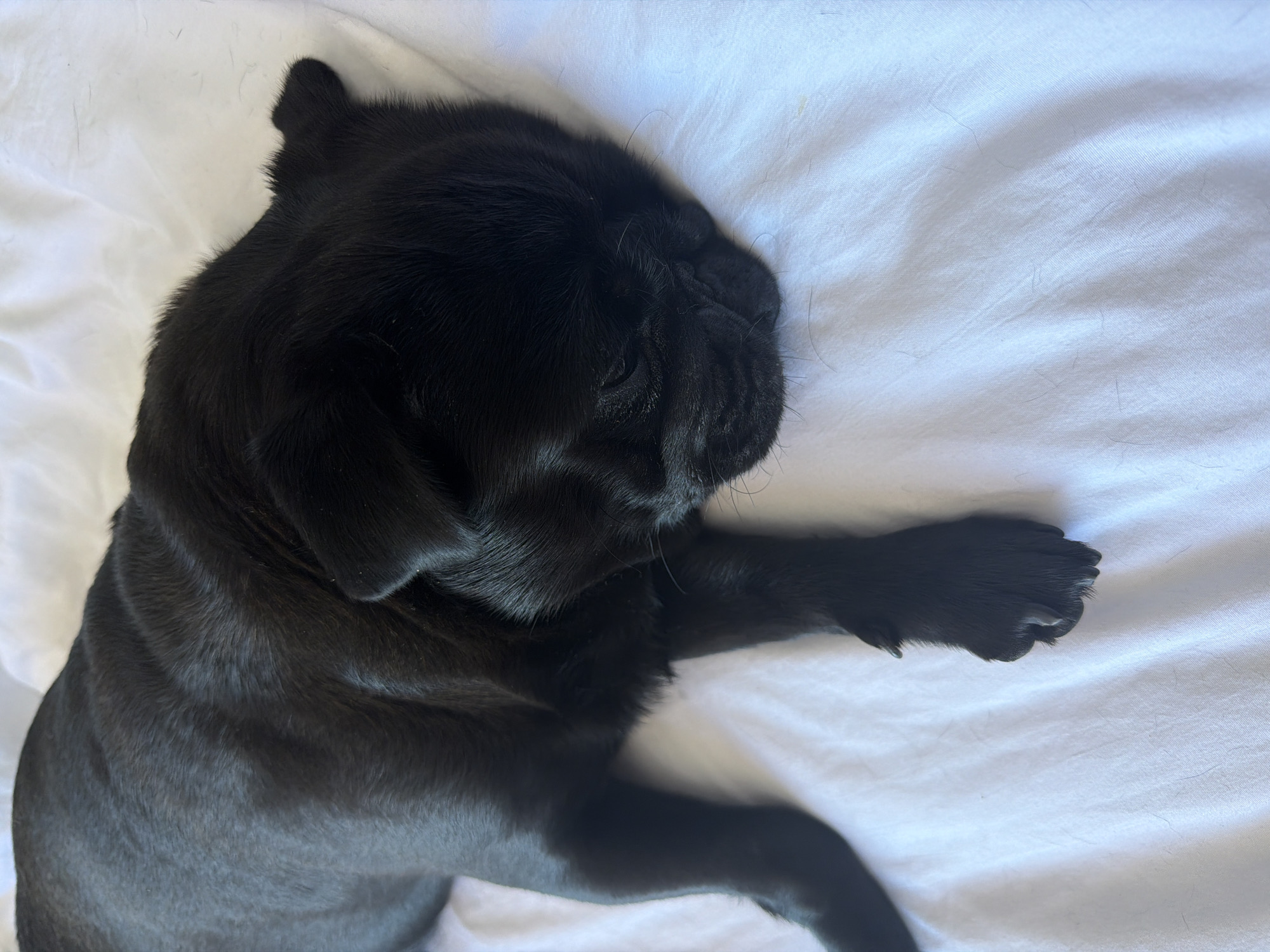 A black pug dog is sleeping on a white, wrinkled surface. The dog's head is to the right, resting on the surface. Its body extends to the left, with its legs tucked underneath or resting loosely. The pug's fur is short and appears to be glossy. The surface appears to be fabric, possibly a bedsheet, with visible creases and some fine strands of hair or lint on it. The lighting suggests it is daytime. The location in the city of Sirius, Russia is not discernible from the image.