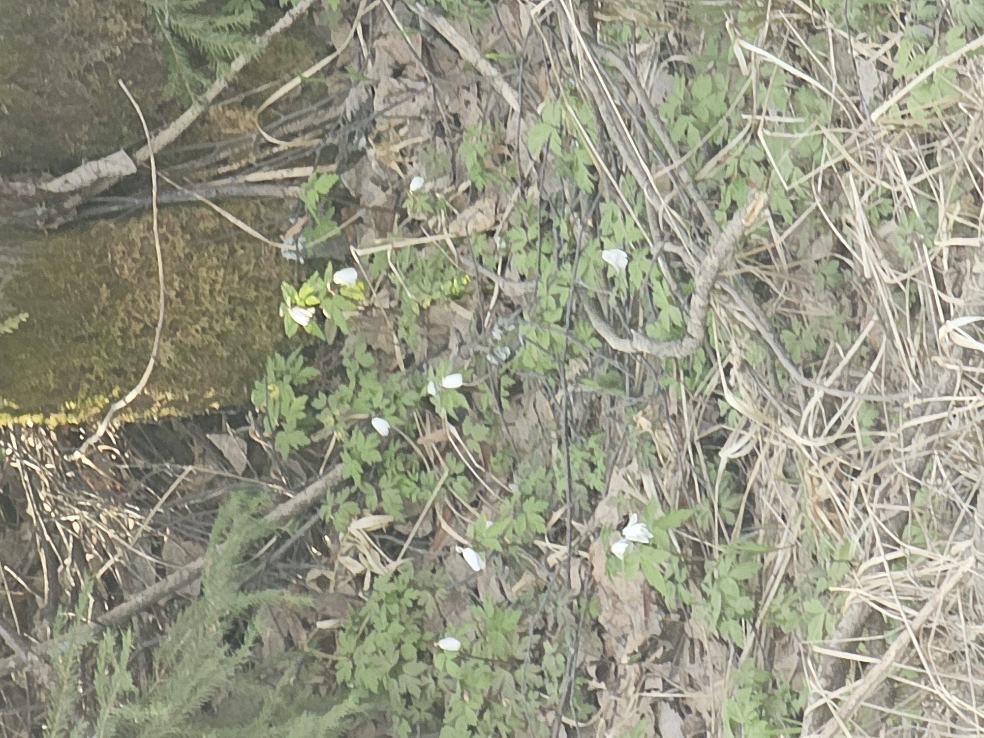 The image shows a ground-level scene of forest floor debris in Малая Уса, Russia. There are small white flowers interspersed among green foliage, fallen brown leaves, and dry sticks. A moss-covered object is visible to the left. The scene is naturally lit.