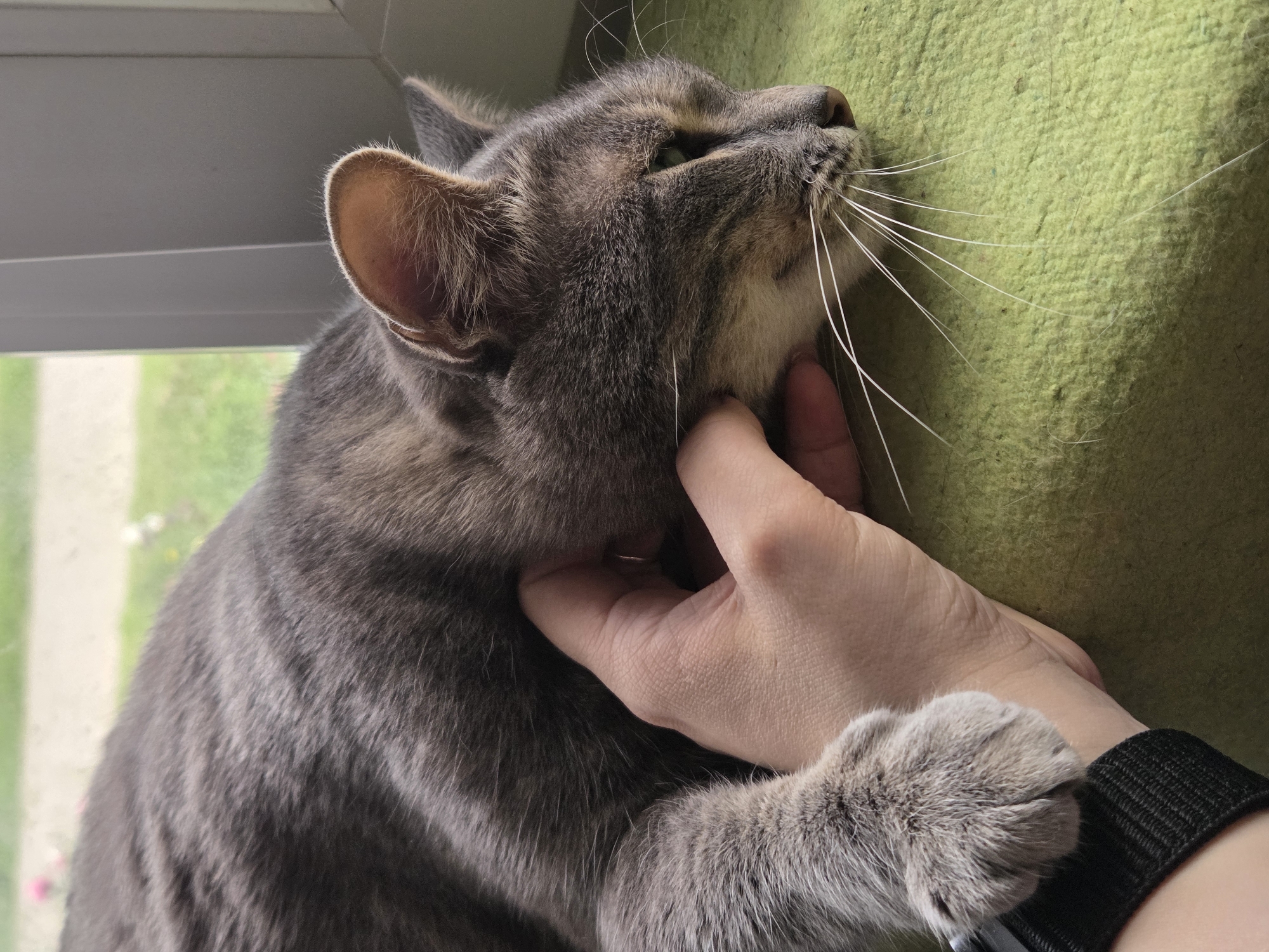 This image depicts a domestic cat being petted by a human hand, situated indoors in the city of Unknown, Unknown. The primary subject is a short-haired grey tabby cat, lying horizontally on a textured, light-green surface, possibly a blanket or mat. The cat's head is oriented towards the right, with its left eye partially visible and appearing green. Prominent white whiskers extend from its muzzle. A human left hand, with light skin tone, is positioned against the cat's neck and jawline, with fingers gently pressing into the fur. The cat's left front paw is visible near the human's wrist, which is adorned with a black, ribbed fabric band. In the background, a white or light-grey window frame is visible on the right side, beyond which a blurred outdoor scene is present, showing green foliage, a light-colored path, and faint hints of distant flowers. The lighting suggests natural light entering from the window.