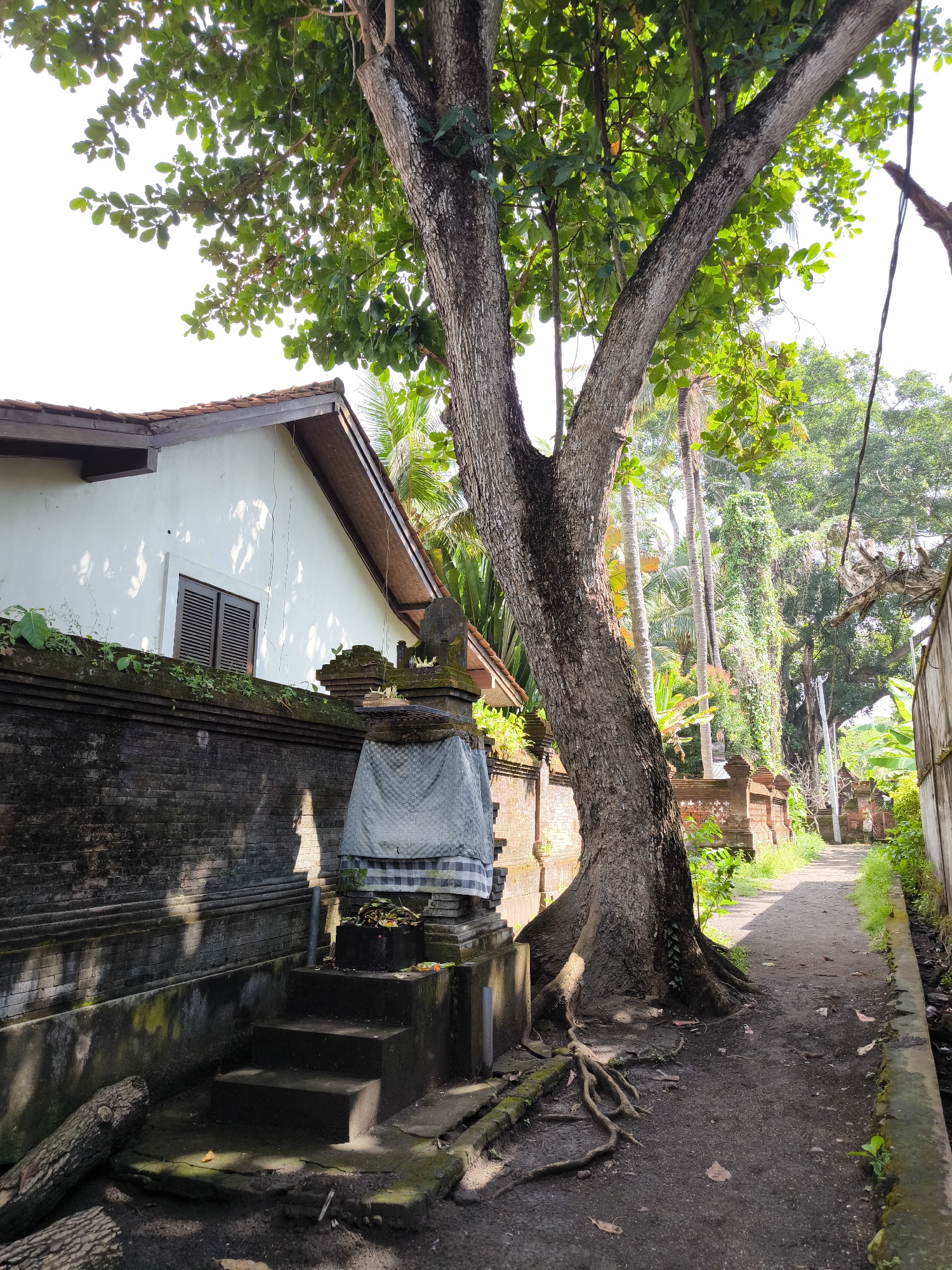 A tall, weathered tree with exposed roots dominates the foreground of this image, leaning slightly to the right. Its rough bark and sturdy trunk contrast with the lush green leaves that form a canopy overhead, filtering the bright sunlight. To the left of the tree, a traditional Balinese stone shrine stands, adorned with black and white checkered fabric and a woven cloth. The shrine is situated on a tiered stone base, with three steps leading up to it. Adjacent to the shrine is a dark brick wall, partially covered in moss and vines, separating the property from a white building with a tiled roof and a brown-shuttered window. A narrow, dirt path extends into the distance, bordered by more brick walls, lush vegetation, and palm trees, suggesting a tropical environment. The overall scene depicts a tranquil residential area in Blahbatuh, Indonesia, characterized by its architectural style and abundant greenery.
