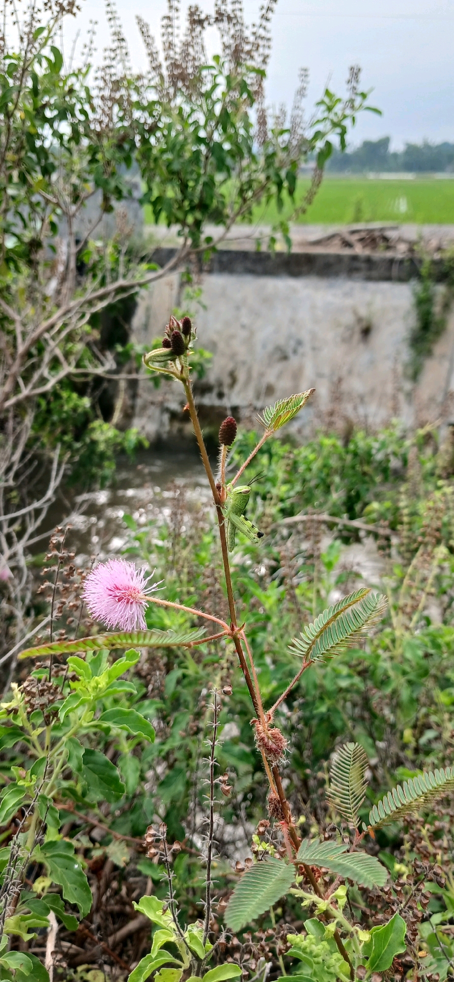 This is a close-up, vertical shot of a pink Mimosa pudica flower in bloom, set against a blurred background. The flower, with its delicate, spiky petals, is the focal point. The plant's stem is visible, adorned with small, dark buds and spiky hairs. A green grasshopper is perched on the stem, its body in profile. The surrounding foliage is lush and green, with other plants and their leaves visible. In the distance, a concrete structure and a field of greenery, possibly rice paddies, can be discerned. The overall impression is one of nature's detail, captured in a moment of stillness. The scene is consistent with outdoor environments found in Alue Barat, Indonesia, a region known for its tropical flora and agricultural landscapes.