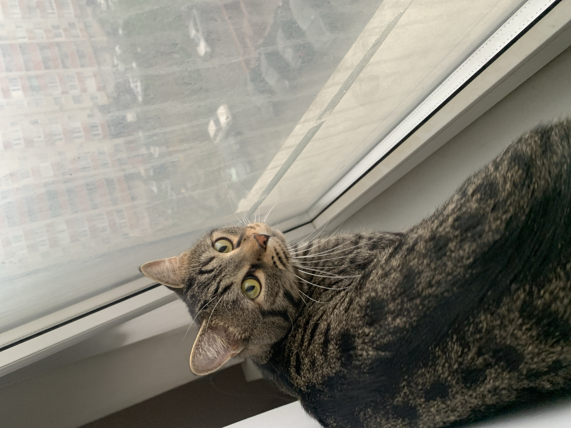 A medium, close-up shot reveals a brown tabby cat lying on a white windowsill, its head turned upwards towards the viewer. The cat has green eyes and several white whiskers. Behind the cat, a window shows a blurry cityscape with tall buildings. The window frame is white. The location is described as being in the city of Unknown, Unknown.