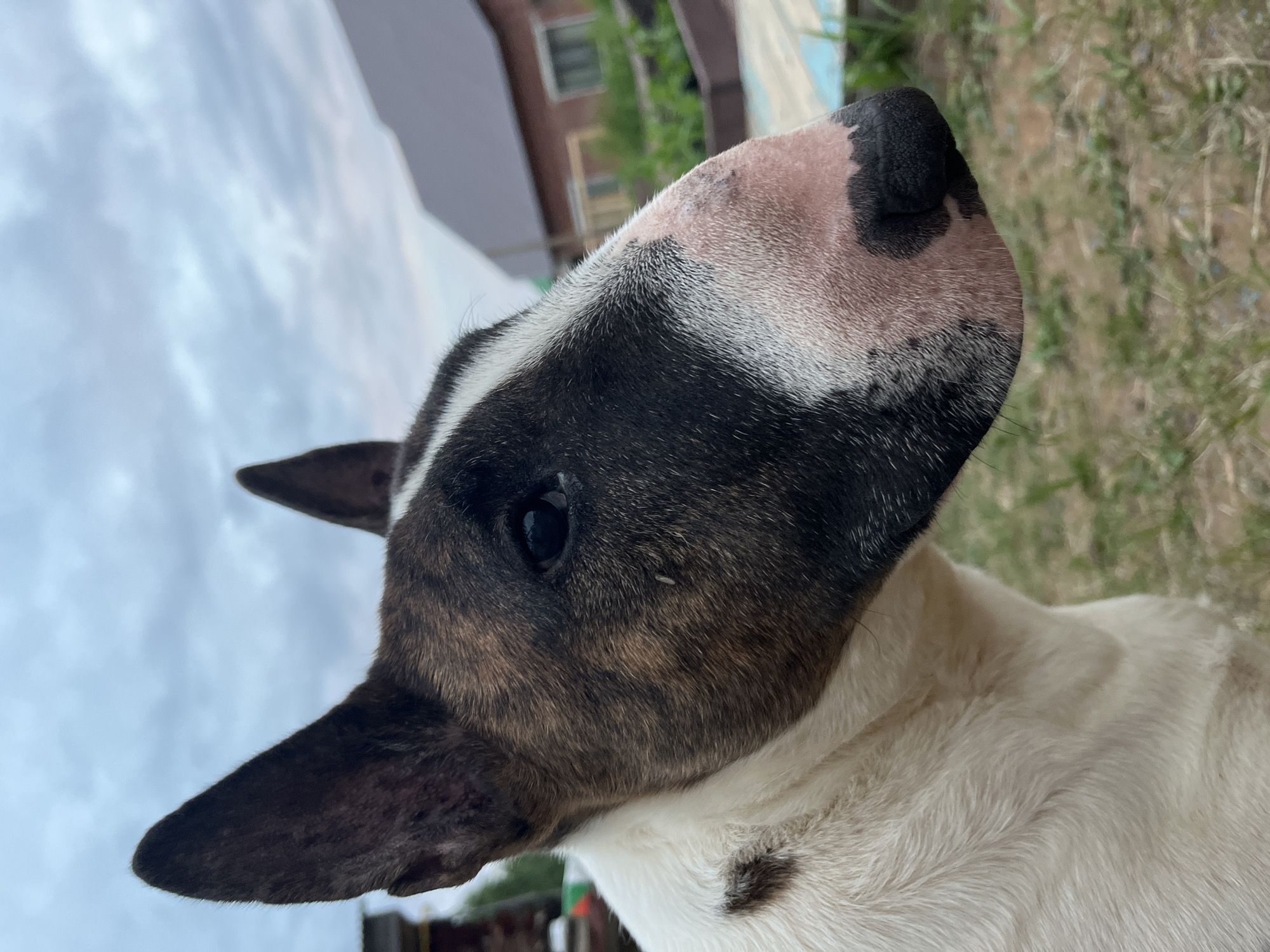 A close-up, profile shot shows the head of a brindle and white Bull Terrier outdoors. The dog's head is angled to the right, with its large, black nose prominent. Its fur is white on the chest and neck, transitioning to brindle and black markings on the face and head. One ear is visible, pointing upwards. In the background, a blurred residential building with a dark roof and a fence can be seen, along with green grass and a cloudy sky. The location is identified as Chaikovsky, Russia.