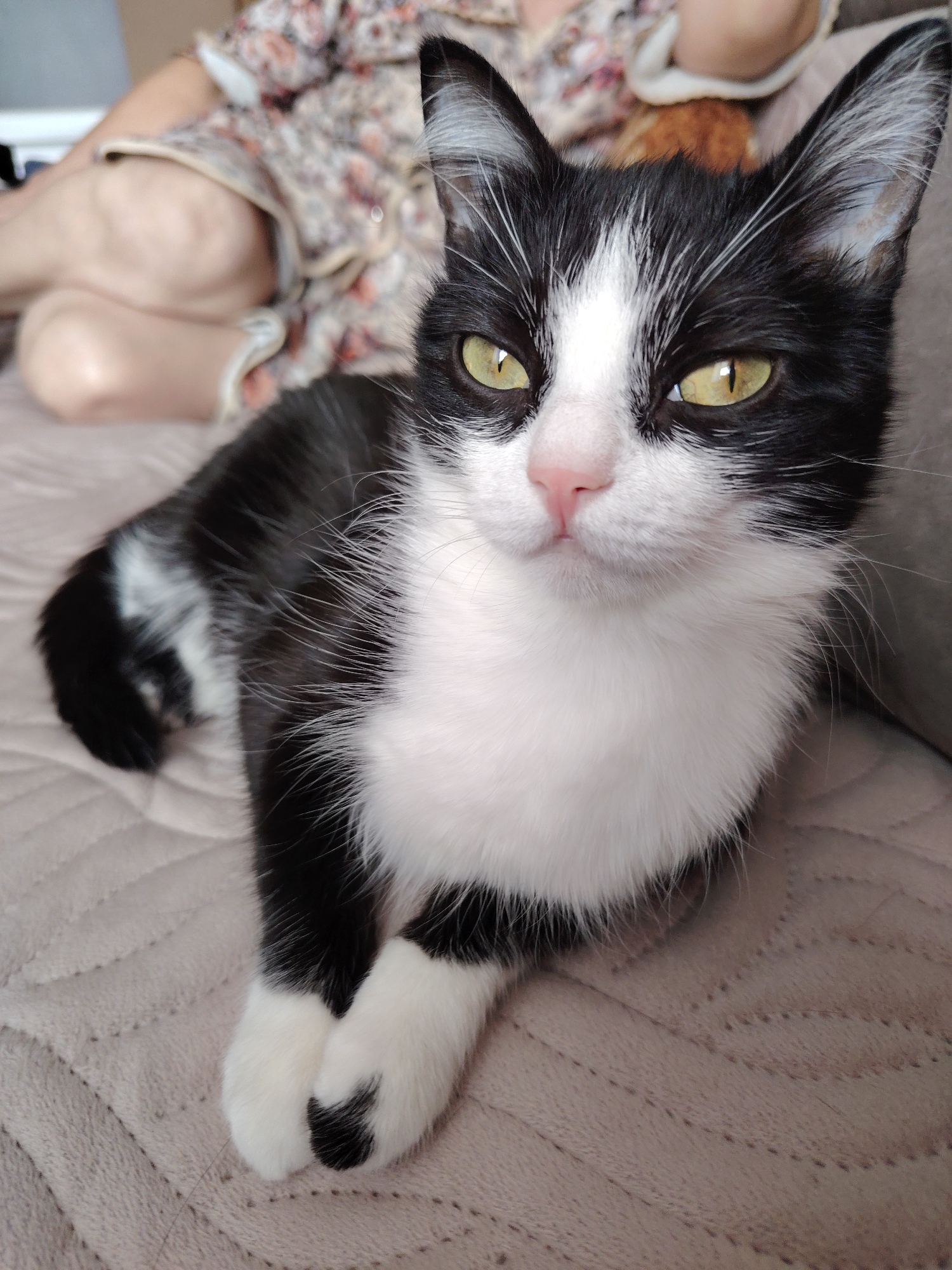 A black and white tuxedo cat with prominent yellow-green eyes, a pink nose, and white whiskers is depicted lying on a light brown, quilted surface. The cat's fur is predominantly black on its head, back, and limbs, with significant white markings on its chest, muzzle, and paws. Its front paws are crossed, and its gaze is directed forward. In the blurred background, a human figure is partially visible, wearing a light-colored garment with a floral pattern and displaying a bare leg. An indistinct orange-brown object is also visible behind the cat's head. The scene takes place in an indoor domestic environment, in the city of Unknown, Unknown.