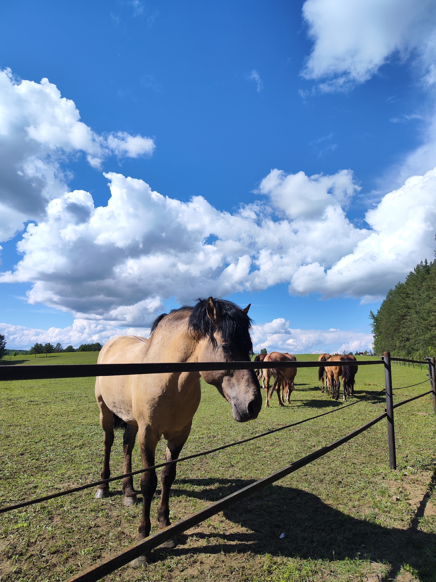 A brown horse with a dark mane stands near a metal fence in a green pasture. Several other horses graze in the background. The scene is set under a bright blue sky filled with fluffy white clouds. Trees line the horizon. The location is likely Opary, Russia.