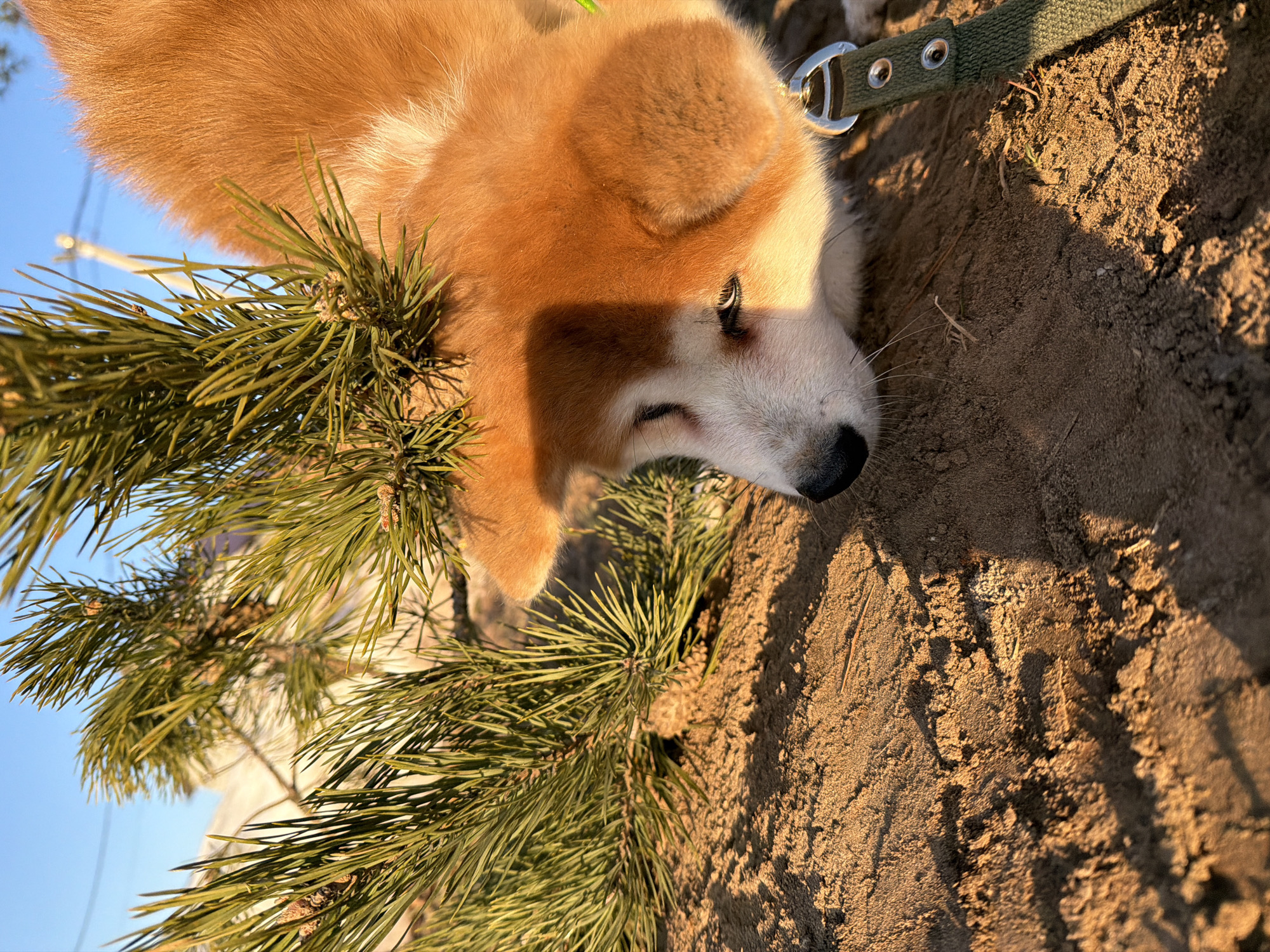 A close-up shot captures a ginger and white Shiba Inu puppy lying in the dirt near the edge of a pine tree, possibly in a park setting. The puppy is wearing a green leash, and the dirt appears to be dry and textured. The location is likely in Chaikovsky, Russia, but this cannot be confirmed by the image. The focus of the image is primarily on the puppy's face and fur, with the dirt and pine needles creating a natural, earthy backdrop. The lighting suggests it's daytime, possibly in the late afternoon, given the shadows in the dirt. There are no other visible individuals or structures in the immediate frame.