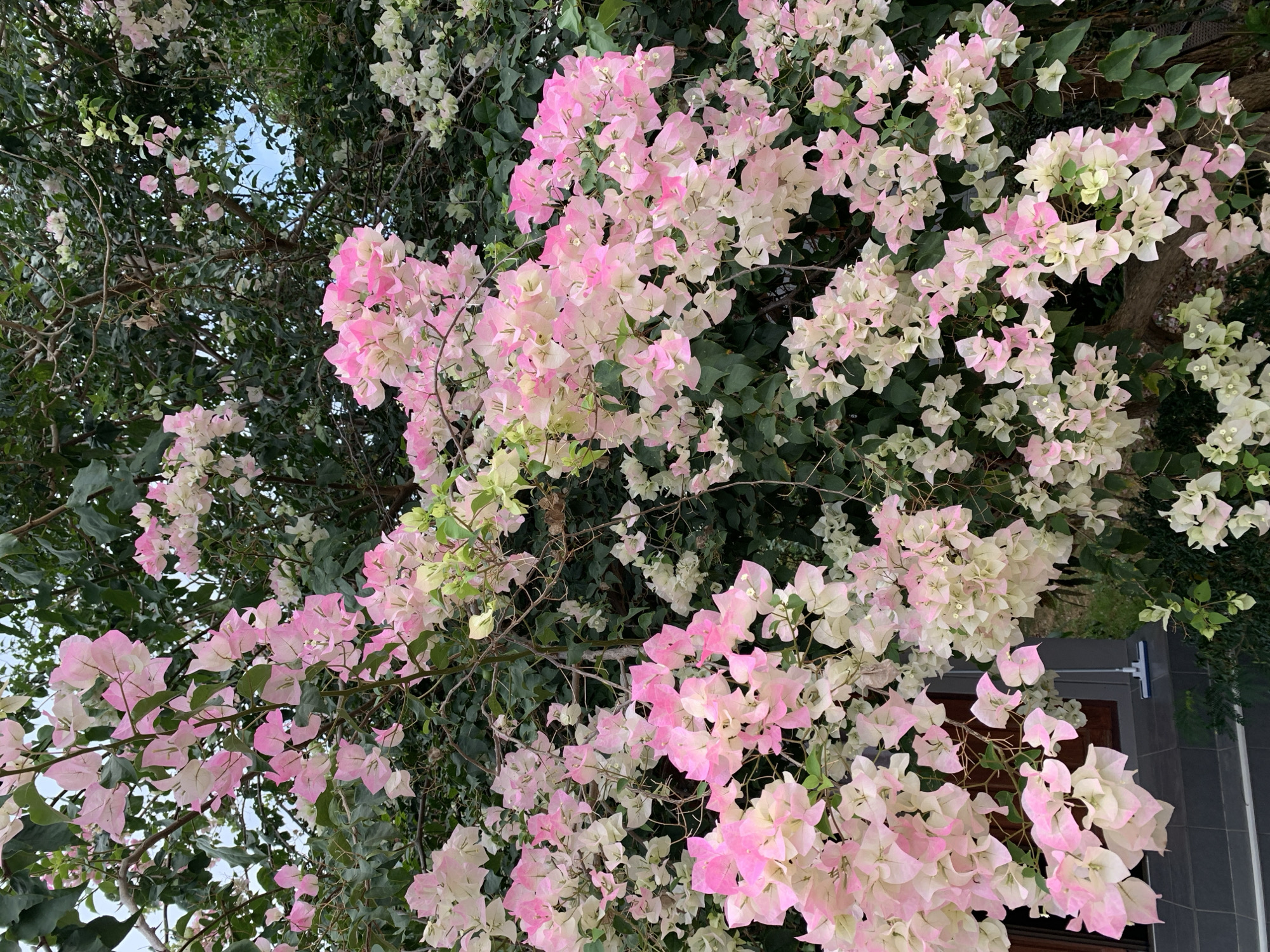 A close-up photograph shows a mass of bougainvillea flowers in shades of white and pink against a backdrop of green foliage. The flowers are the dominant feature, filling most of the frame. Some green leaves are visible behind the flowers. Parts of a building are visible, and the location is Baan Bo Phut, Thailand.
