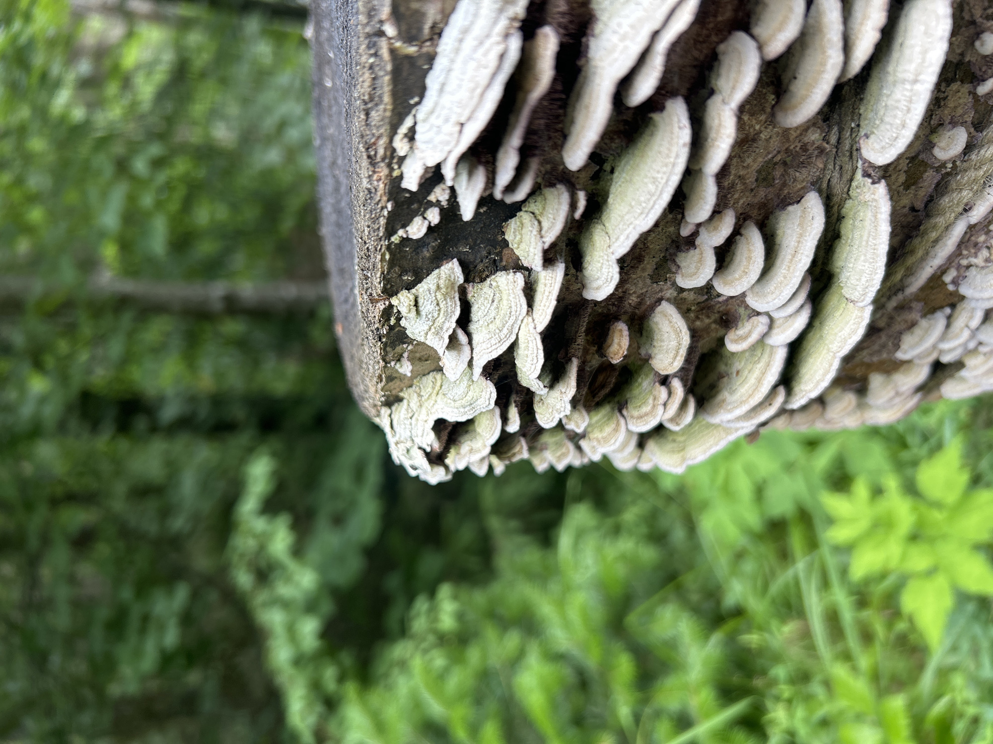 The image shows a close-up of a tree stump covered in numerous small, shelf-like fungi. The fungi are clustered together, with a layered appearance, and are predominantly white and light green in color. The tree stump is rough and textured, with the fungi growing along its sides and over the top. The background is a blur of green foliage, suggesting a natural, wooded environment. There are no people or animals visible in the image. The image appears to be taken in a forest or park setting. The location is not specified in the image itself, and therefore no connection to Kostovaty, Russia can be made.