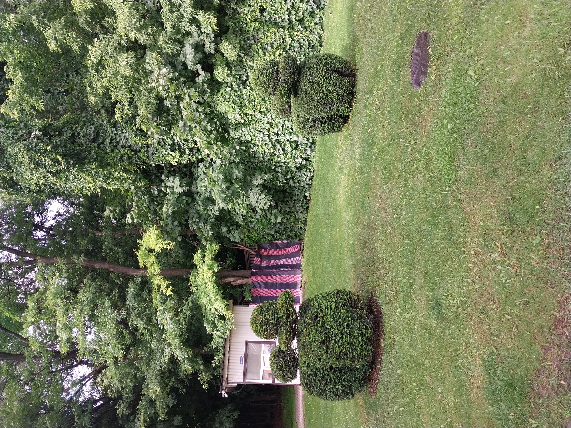 The image depicts a green lawn with two topiary bushes in the foreground. The bush on the left is shaped like a character with a large round base and two smaller round shapes on top, resembling a head with ears. The bush on the right is similarly shaped but appears to be a single, larger form. In the background, a small white building with a dark roof is visible, featuring a window and security cameras. Behind the building, a striped barrier of pink and black fabric is present, and beyond that, a dense wall of green foliage and trees forms the backdrop. The scene appears to be an outdoor public space, possibly a park or garden area, within the city of Dnipro, Ukraine. The lighting suggests daytime, and the overall atmosphere is serene and natural.