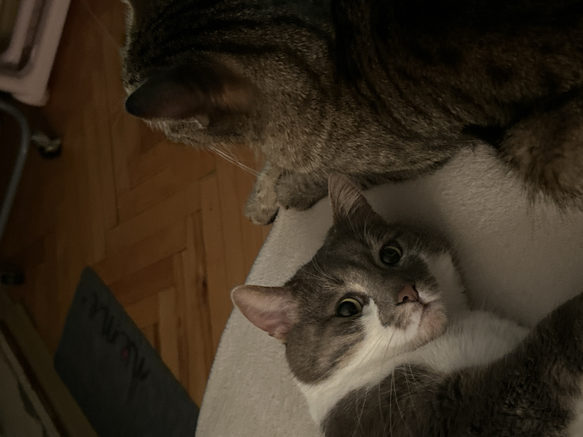The image captures two cats indoors, with one cat lying down in the foreground and another cat's back and head visible in the background. The cat in the foreground is a tabby and white cat with its head turned towards the camera, displaying its face and part of its chest. The second cat, a tabby, is mostly out of focus and positioned behind the first cat, with its back and right ear visible. The cats are resting on a light-colored, soft surface, possibly a blanket or cushion. The background shows a wooden floor with a dark rug bearing what appears to be a stylized word in a light color, possibly "Alone" with a pink accent. A metallic object with wheels is partially visible in the upper right background, along with a portion of a light-colored piece of furniture. The lighting suggests an indoor environment, likely a home. The image does not provide any specific information about the city of Sofia, Bulgaria, or its location within the city.