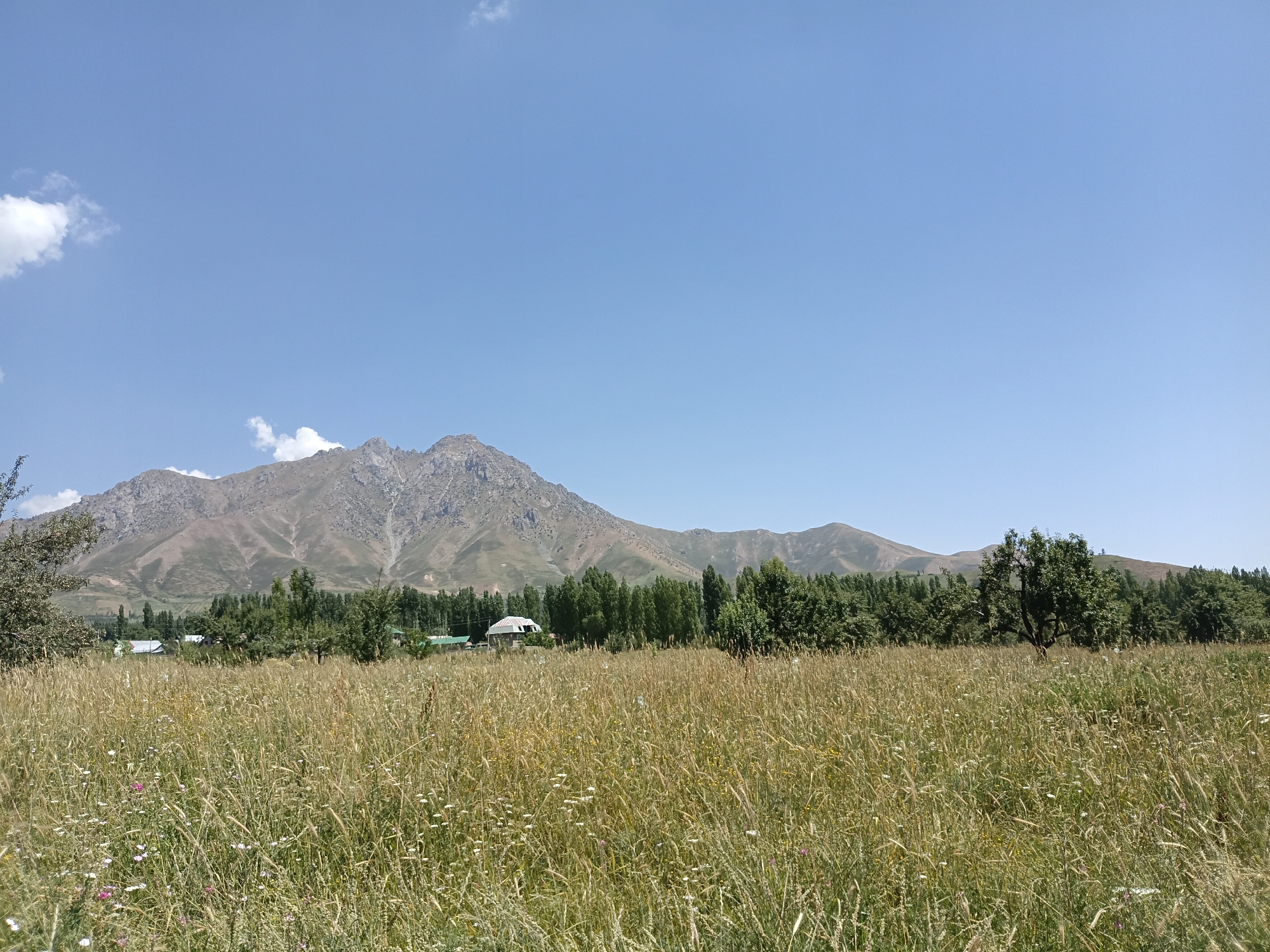 This is a wide-angle, landscape photograph taken on a clear, sunny day in Kalaynay, Tajikistan. The foreground is dominated by a field of tall, dry grass interspersed with small white and pink wildflowers. In the midground, a line of lush green trees forms a dense forest, behind which several buildings with white roofs are visible. A single, large, mature tree stands prominently to the right of the frame, its branches spread wide. The background features a majestic, rugged mountain range with scree-covered slopes, illuminated by the bright sunlight. The sky above is a vast expanse of clear, pale blue with a few wispy white clouds scattered on the left side.