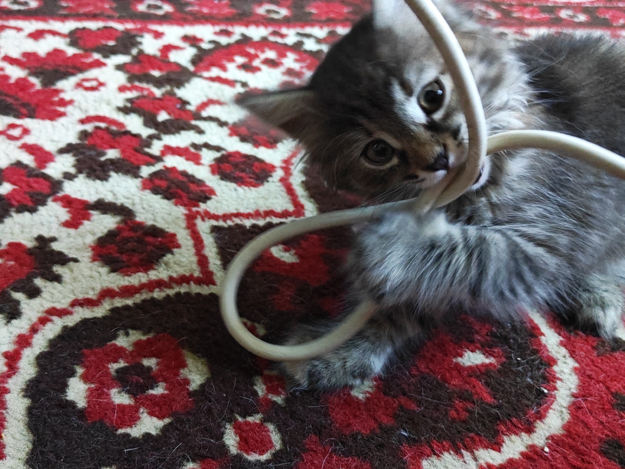 A close-up, high-angle shot captures a grey tabby kitten playing with a white cord on a red, cream, and dark brown patterned rug. The kitten's face is partially obscured by the cord, but its large, dark eyes and striped grey fur are visible. The rug's intricate floral design is discernible beneath the kitten and cord. There are no people present, and the scene appears to be indoors. The image's quality suggests it was taken with a mobile device, and there is no information to indicate the location within Tolyatti, Russia.