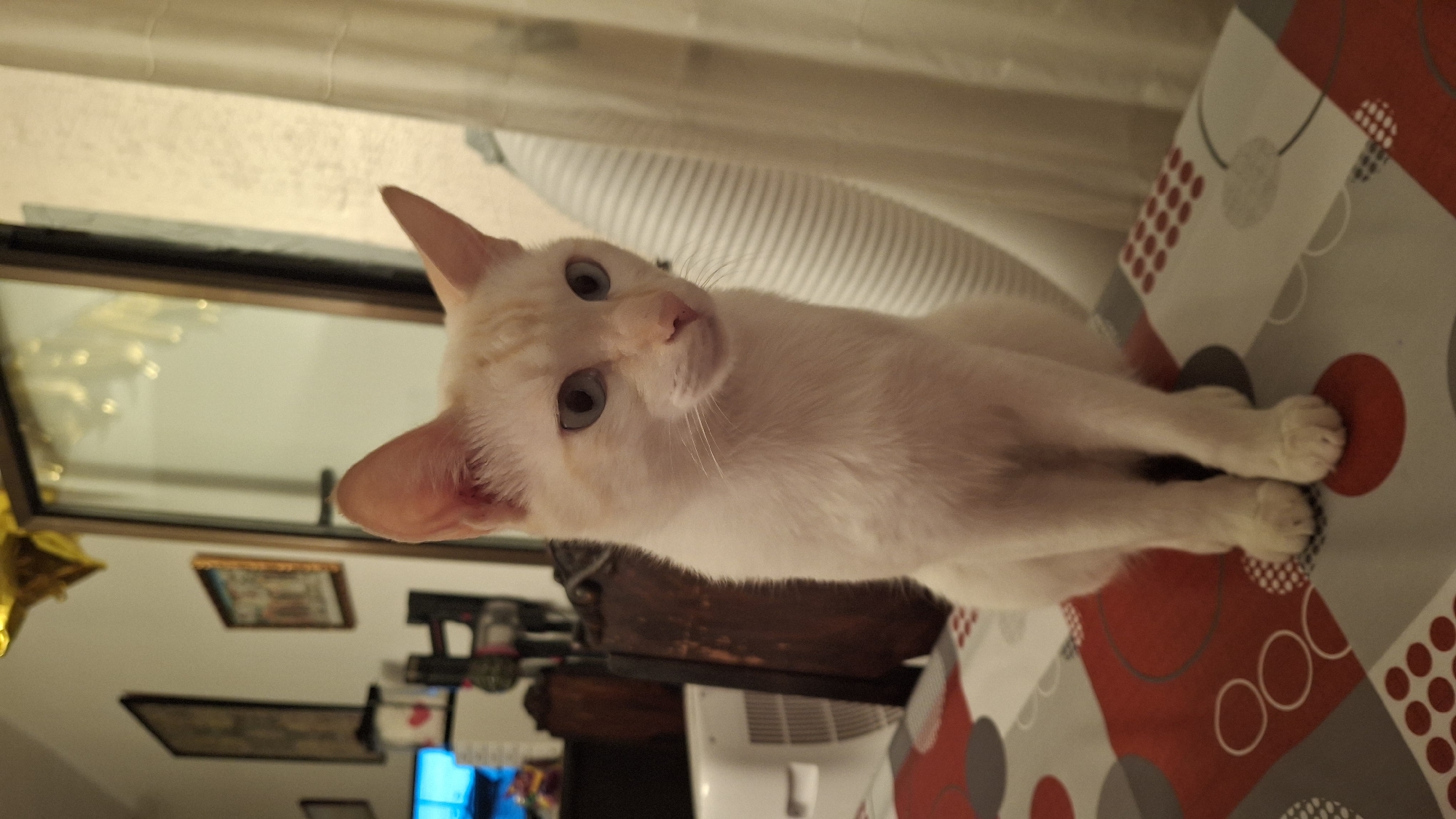 A white cat with light brown markings and blue eyes sits on a table covered with a red, white, and gray patterned cloth. The cat is facing slightly to the right, with its front paws together. In the background, a wooden chair is visible, as is a mirror with lights reflected in it. A white fan is partially visible behind the cat. The image appears to have been taken indoors.