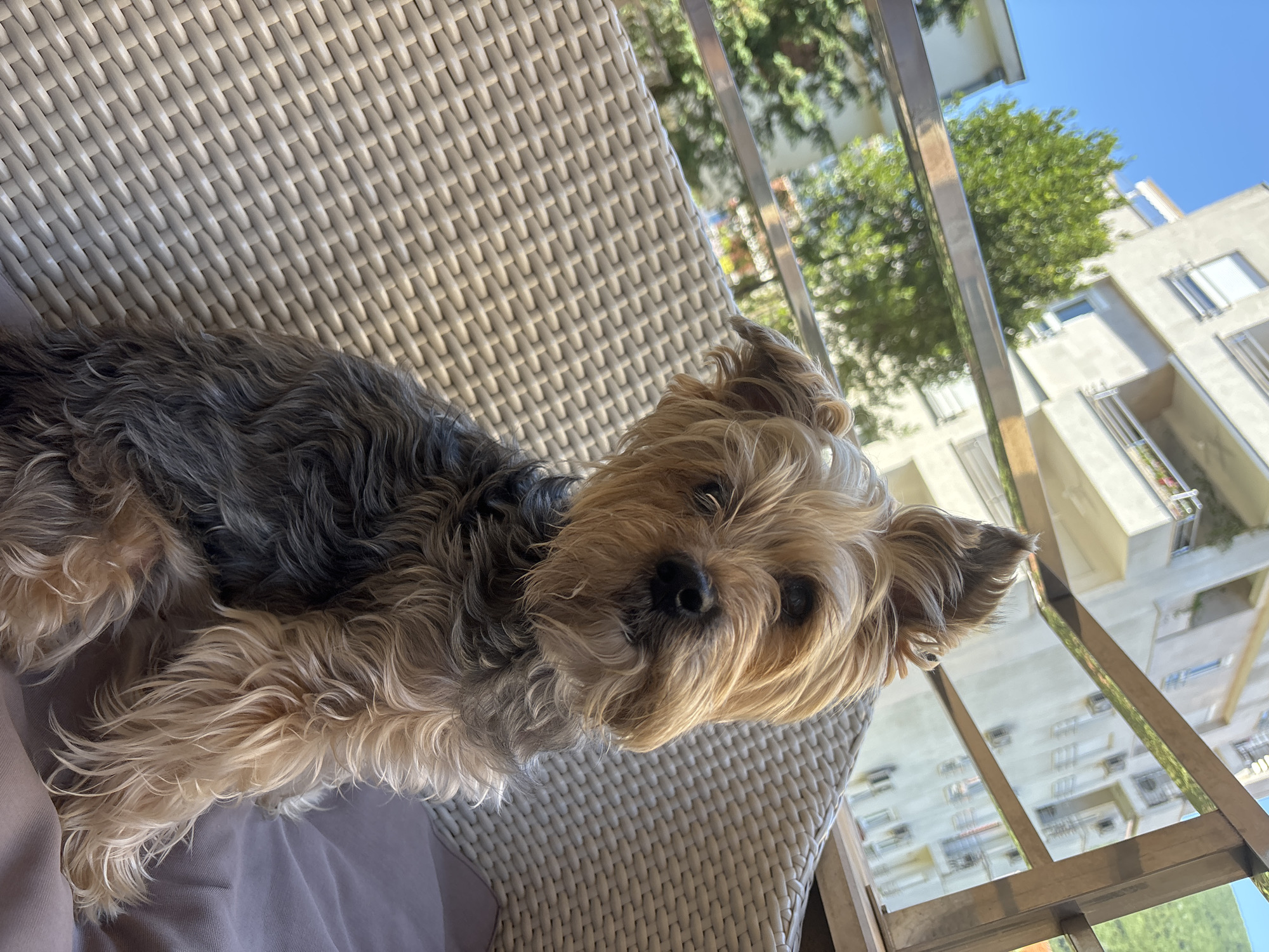 A small Yorkshire Terrier dog sits on a woven chair on a balcony, with buildings and trees in the background. The dog has sandy brown and grey fur, with its head tilted slightly. The chair is made of light-colored woven material. The balcony has a metal railing. In the background, a modern, multi-story building with balconies and windows is visible, along with green trees and a clear blue sky. The scene appears to be in the city of Budva, Montenegro, given the architectural style and vegetation. The lighting suggests it is daytime, likely morning or afternoon, with sunlight casting shadows.