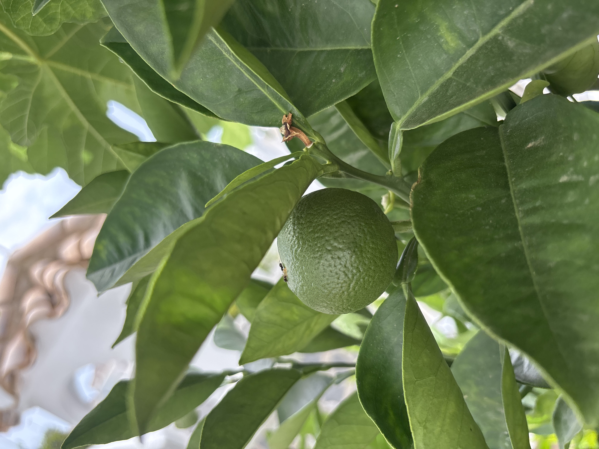 The image shows a close-up of a green unripe fruit on a tree, surrounded by lush green leaves. A small black ant is visible on top of the fruit, and another insect, possibly a dead aphid or ant, is on a stem to the right of the fruit. The background is blurred, showing a light-colored roof or structure and a bright sky. The fruit appears to be a citrus fruit, likely a lime or a small orange, due to its spherical shape and textured skin. The scene is set outdoors, likely in a garden or orchard. The precise location within the city of Orihuela, Spain, cannot be determined from the image alone.