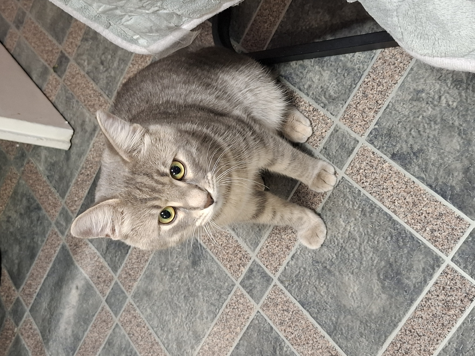 A gray tabby cat with yellow eyes is lying on a tile floor with a geometric pattern. The floor is a mix of gray and brown tiles arranged in a diamond pattern. The cat is positioned near a white object and a black table leg. There is a white towel or blanket partially visible. The environment is indoors. The location is not discernible from the image.