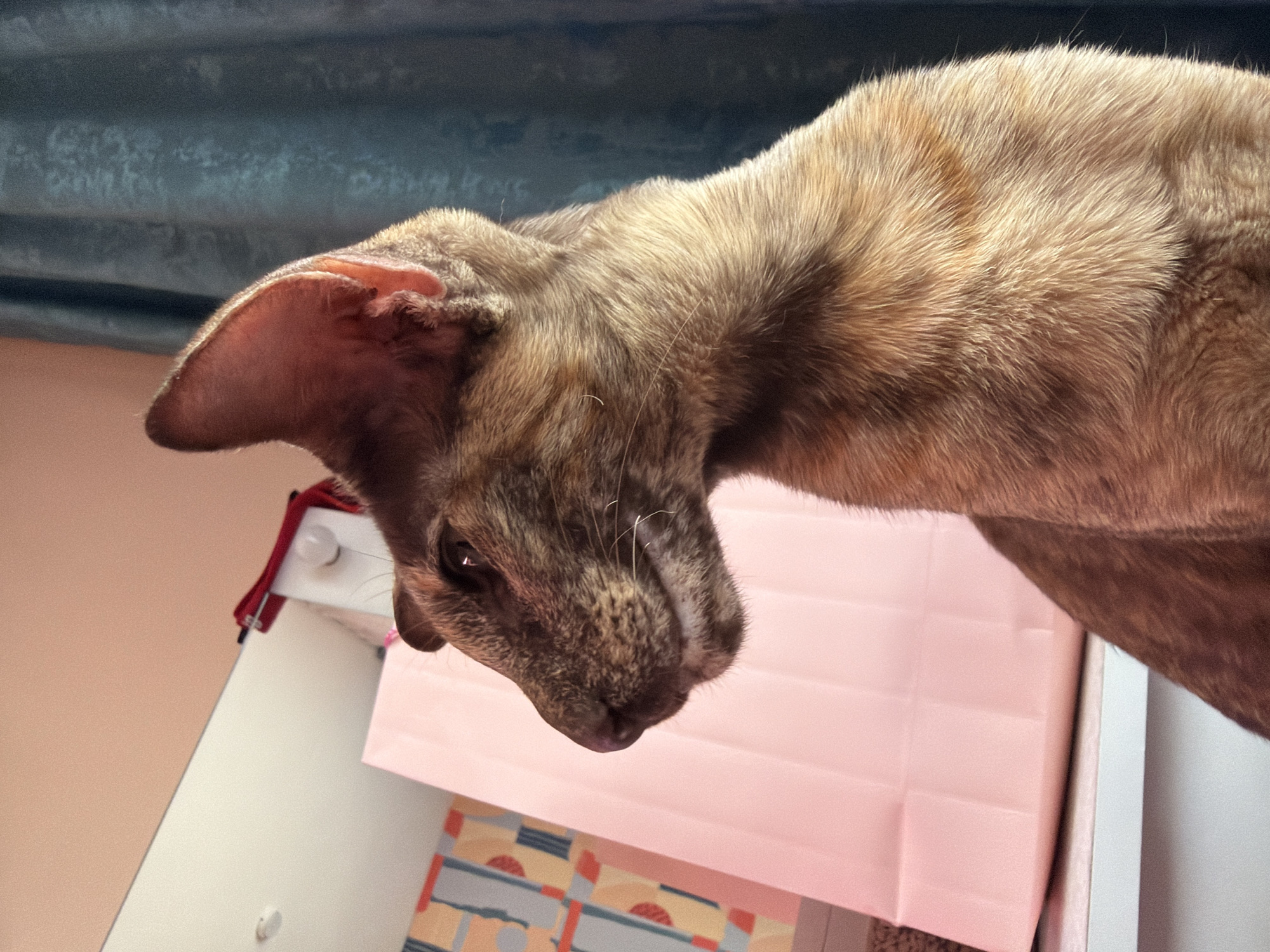 A close-up, side-profile shot shows a tabby cat with large ears. The cat is positioned on the right side of the frame, with its head turned to the left, looking off-camera. Its fur exhibits a mix of brown and tan tabby markings. Behind the cat, a pale pink gift bag is visible on a white surface. Further back, a blue curtain with a patterned texture hangs to the right, and a wall with a colorful, geometric pattern is on the left. The background also includes a hint of a mirror and some hanging red objects. The scene appears to be indoors, possibly in a residential setting. No specific location in Chaikovsky, Russia is identifiable.