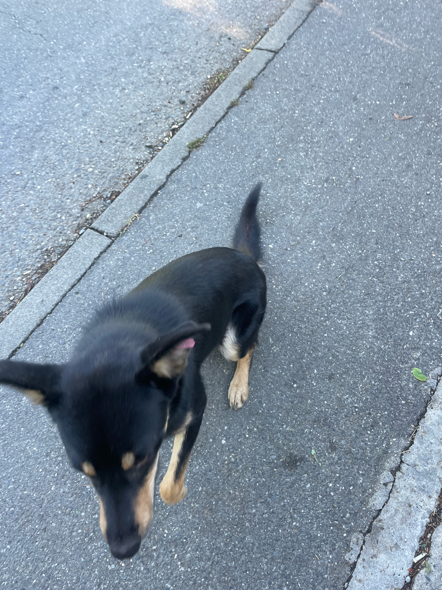 The image shows a medium-sized dog with black and tan fur standing on an asphalt surface next to a concrete curb. The dog is facing downwards and towards the viewer, with its tail pointing towards the upper right of the frame. The dog's tongue is slightly visible. The environment appears to be an outdoor urban setting, likely a sidewalk or road. There are small bits of debris on the asphalt and along the edge of the curb, including some dried leaves and grass. The lighting suggests it is daytime. The location of Baranovka, Russia, is not discernable from the visual information provided in the image.