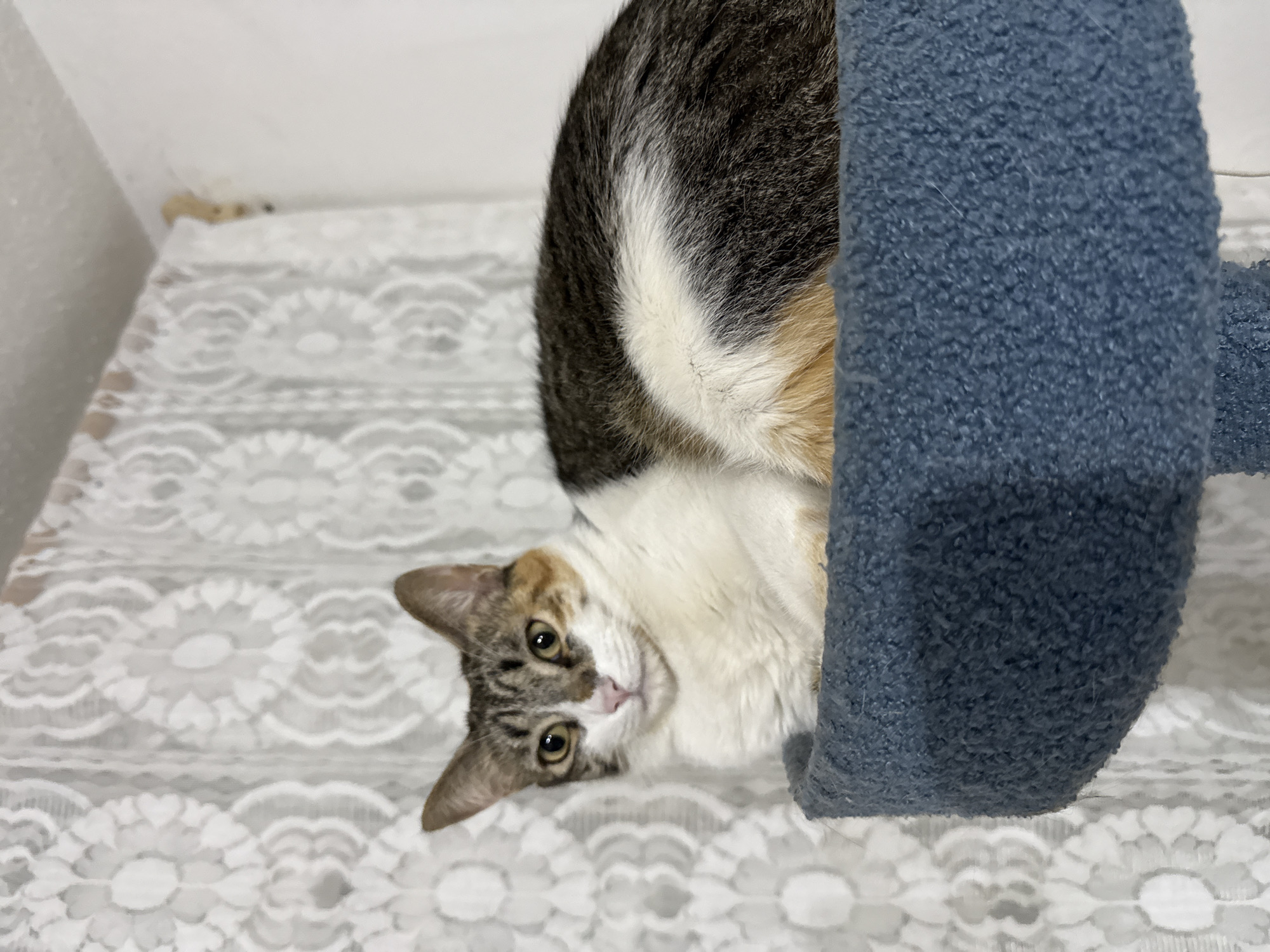 A cat lies upside down on a white, floral-patterned surface, possibly a bed or table covered with a lacy cloth. The cat is a mix of brown, white, and black fur. The cat is positioned next to a blue, rounded object, which may be part of a cat tree or bed. The cat looks directly at the camera. No information about the location in Puebla, Mexico can be extracted from the image.