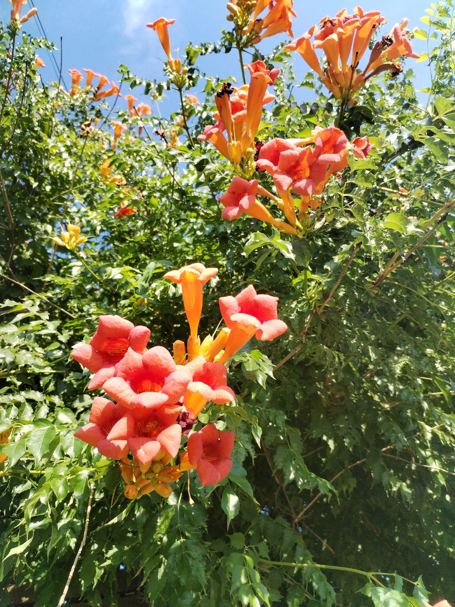 The image captures a close-up view of trumpet-shaped, orange-red flowers with green foliage against a bright blue sky. The flowers are clustered together on branches, with some appearing in full bloom and others in bud. The scene is set outdoors, likely in a garden or natural setting, given the abundance of greenery and the clear sky. The lighting suggests it is daytime, with sunlight highlighting the vibrant colors of the flowers and leaves. There are no people or animals visible in the image. The overall impression is one of natural beauty and vibrancy.