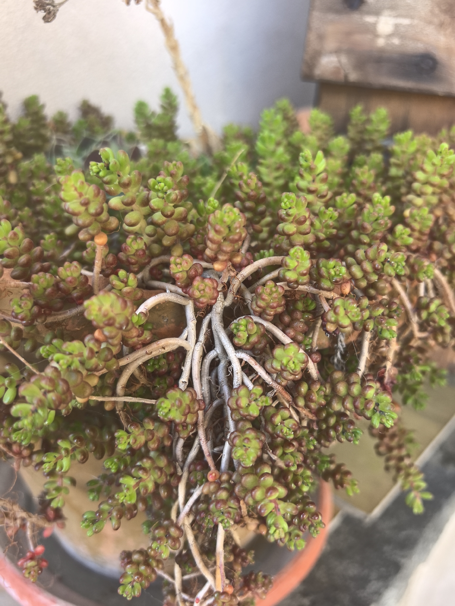 A close-up shot of a succulent plant, possibly Sedum album (white stonecrop), in a pot. The plant features clusters of small, rounded leaves that are green with reddish-brown tips. There are numerous stems that are a pale, whitish color, likely older or dead stems of the plant. The pot itself is visible at the bottom edge of the frame and appears to be terracotta-colored. The background is blurry, with a hint of a wooden structure and a light-colored wall. The location is potentially Hrabrino, Bulgaria.