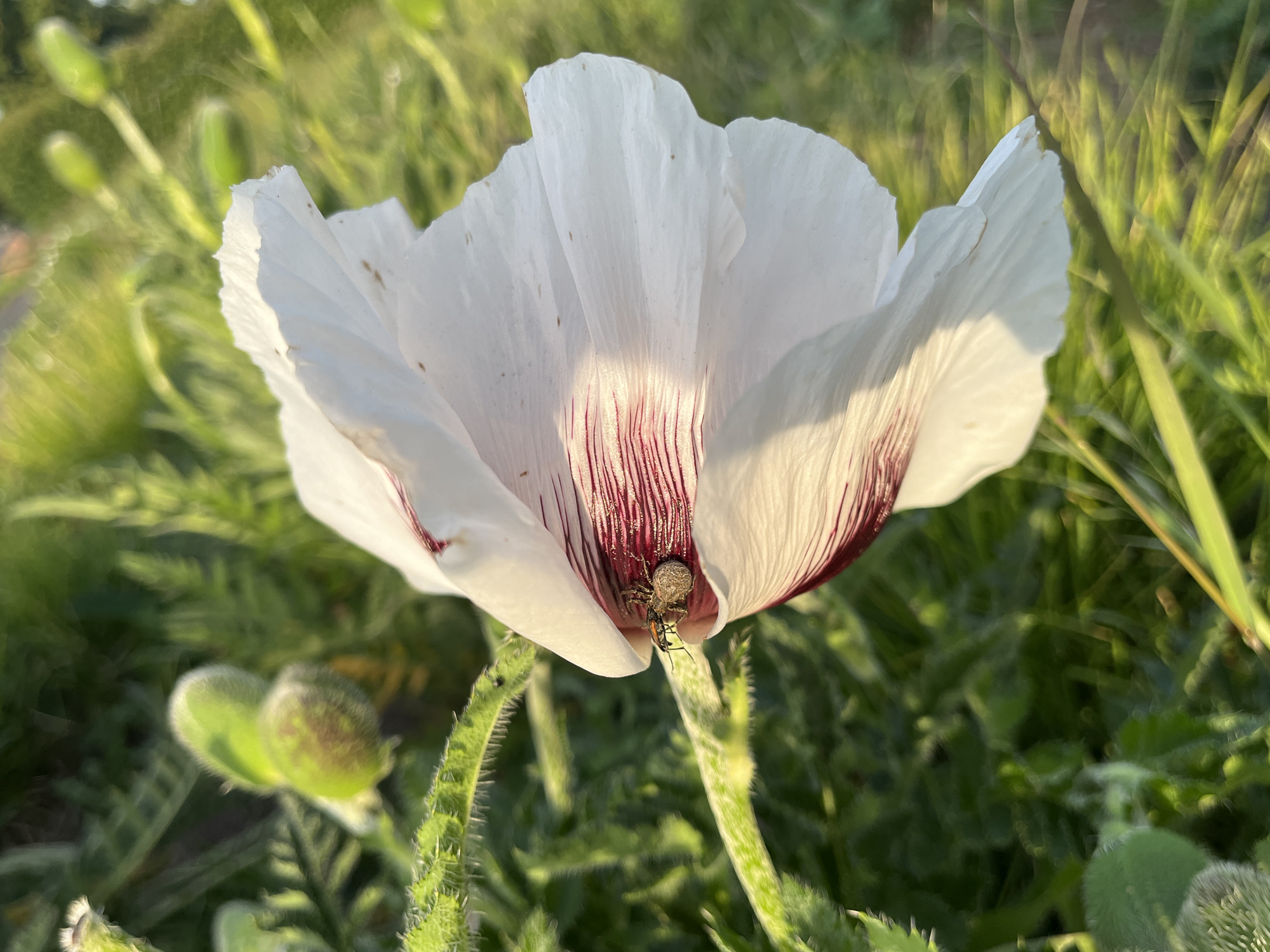 The image shows a white poppy flower with burgundy stripes at the base of the petals. A spider is positioned inside the flower, on the petal where the red stripe ends. The flower is surrounded by green stems and other foliage. There is an unopened flower bud to the left of the main poppy. The image was taken outdoors in a garden. While the location is claimed to be Landau in der Pfalz, Germany, there is no definitive evidence in the image itself to confirm this.