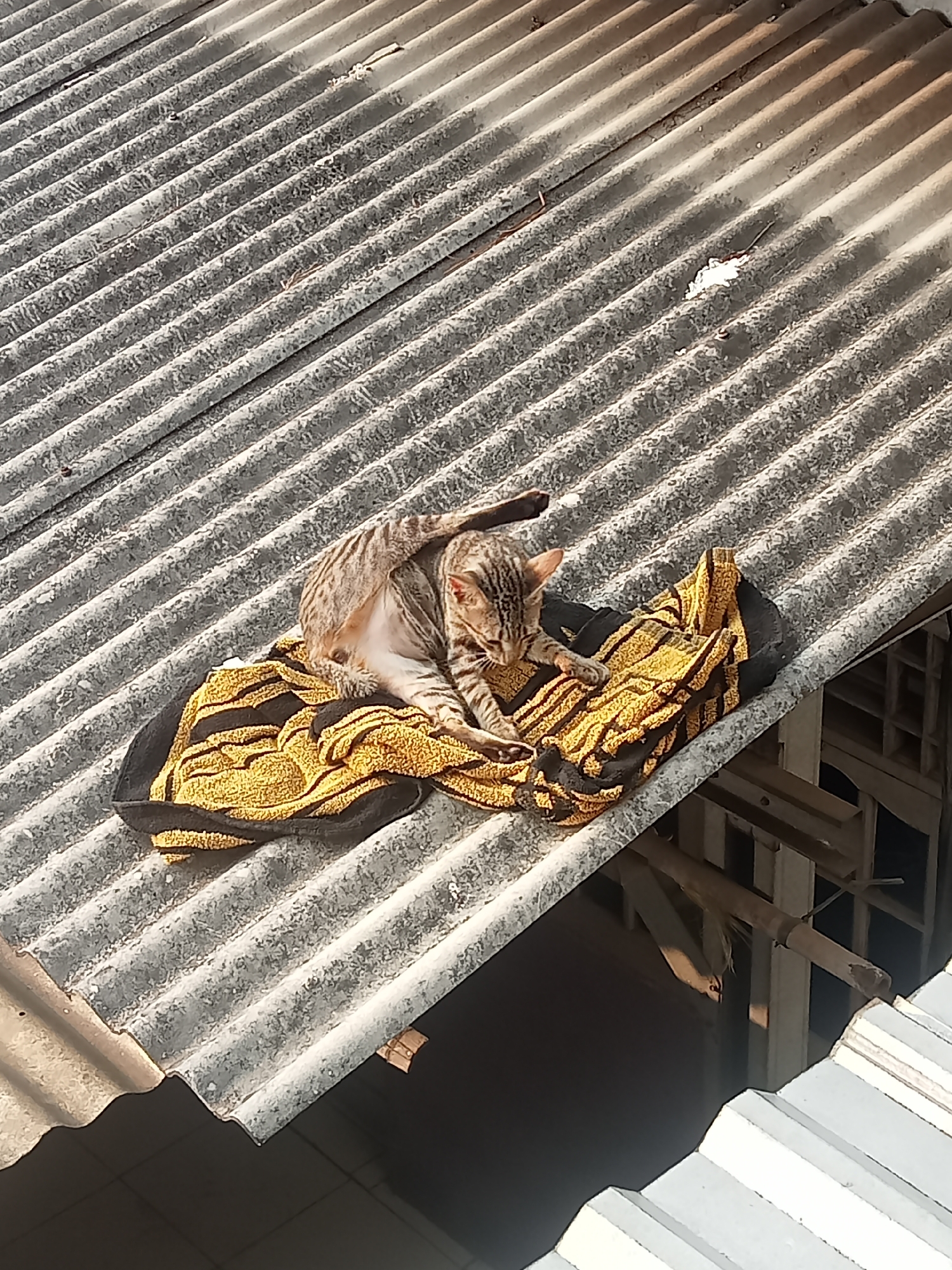 An overhead view shows a tabby cat grooming itself on a corrugated metal roof in an urban environment. The cat is resting on a yellow and black striped towel. The roof is weathered and appears to be part of a residential building, with visible wooden supports and other roofing materials visible below and to the right of the main roof. The scene is lit by bright sunlight, casting shadows on the roof.