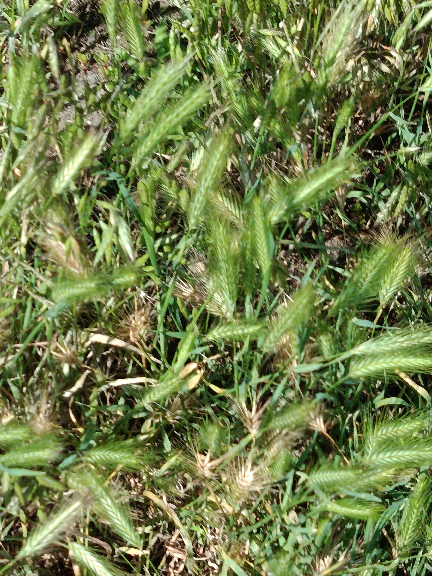 The image shows a close-up view of green grass and seed heads, likely from a field or park. The focus is on the texture and color of the vegetation. There are no people, animals, or man-made objects visible in the frame. The lighting suggests it is daytime. The scene is outdoors and appears to be in a natural or semi-natural environment. The specific location in Kyiv, Ukraine, is not discernible from the image itself.