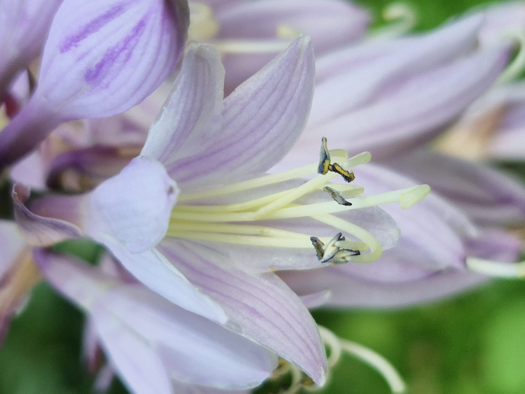 The image shows a close-up, slightly out-of-focus shot of a cluster of pale purple, trumpet-shaped flowers, likely hosta blooms. The petals are delicate and translucent, with faint purple veins. The stamens are a pale yellow, tipped with dark anthers. The background is a blurred green, suggesting a garden or natural setting. There are no people or man-made structures visible in the image, and therefore no location within a city can be determined.