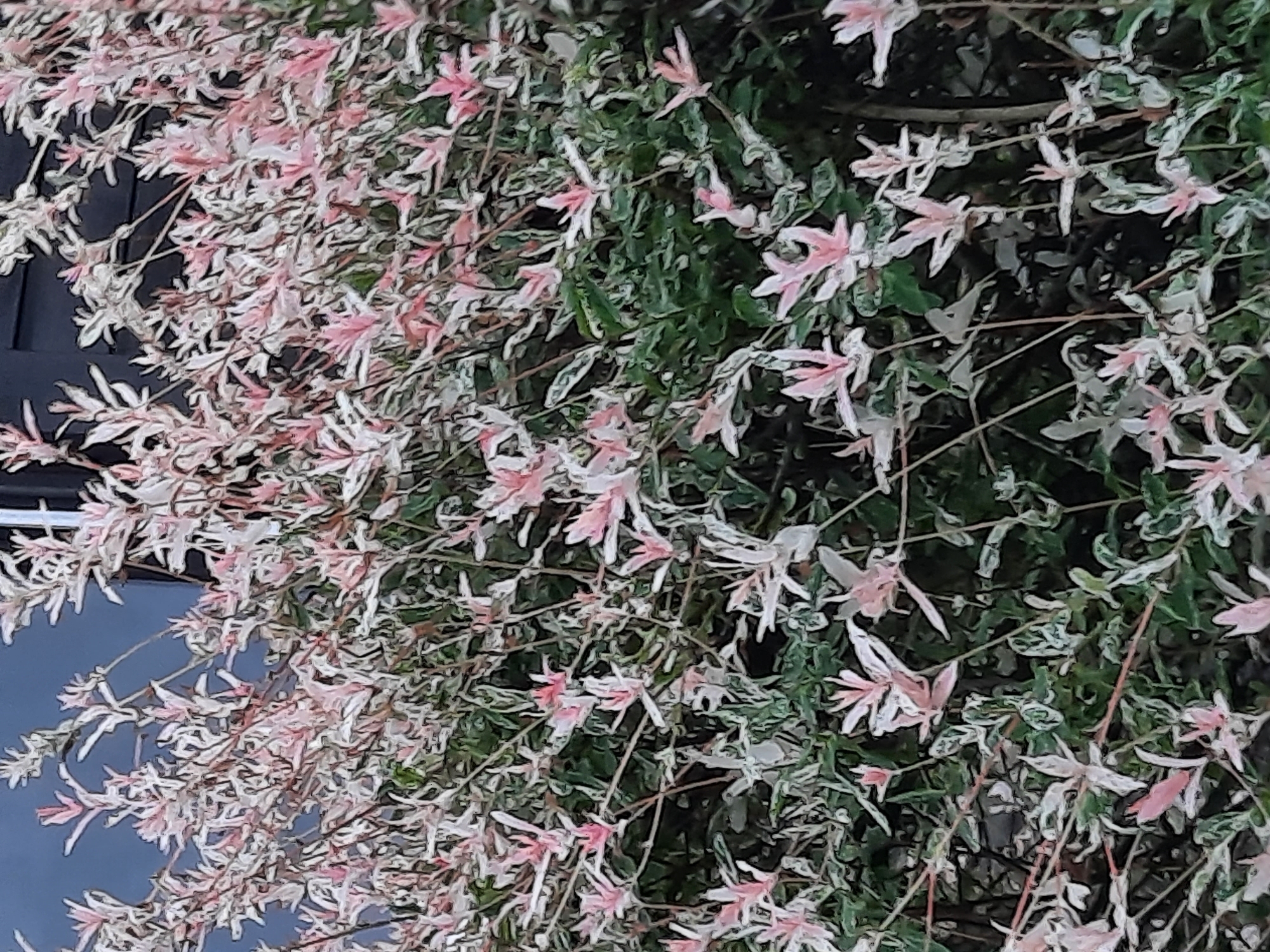 This image shows a close-up of a shrub with variegated leaves, exhibiting a mix of green, white, and pink coloration. The leaves are elongated and pointed, with some appearing to be budding or flowering, displaying delicate pink tips. The shrub is densely packed with foliage, obscuring any background details except for a dark, possibly wooden, surface visible at the top right, and a dark blue sky. No people, animals, or specific objects are discernible. The scene is outdoors and appears to be in a garden or natural setting. The image does not contain any elements that would allow for identification of its specific location within Rosenheim, Germany.