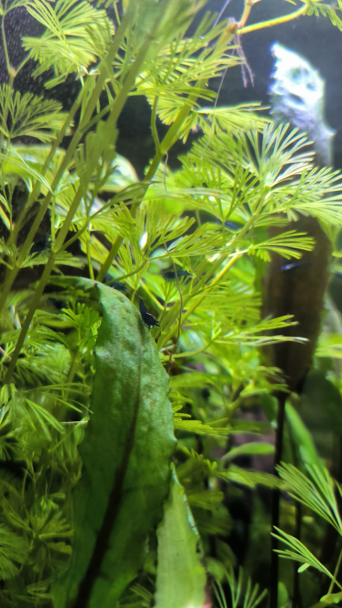 The image shows a close-up view of an aquarium with lush green aquatic plants and several small, dark-colored shrimp. The shrimp are scattered among the leaves and stems of the plants. The background is dark, with some blurry elements that could be other aquatic life or decorations. The overall scene depicts a thriving underwater environment. The image does not contain any information that would allow for determining its location in the city of Bataysk, Russia.
