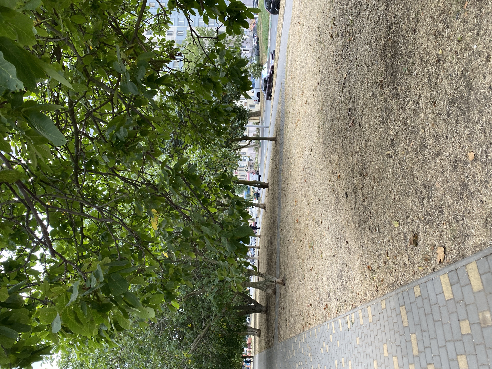 The image shows a sidewalk and a tree-lined area in Chornomorsk, Ukraine. A paved sidewalk with grey and yellow rectangular pavers runs along the left side of the frame, bordering a patch of dry, brown grass. Several trees with green leaves are planted in the grassy area, casting shadows on the ground. Beyond the trees, a street is visible with cars parked and driving. In the background, a light blue building with multiple windows stands. The scene depicts an urban environment with vegetation and infrastructure.