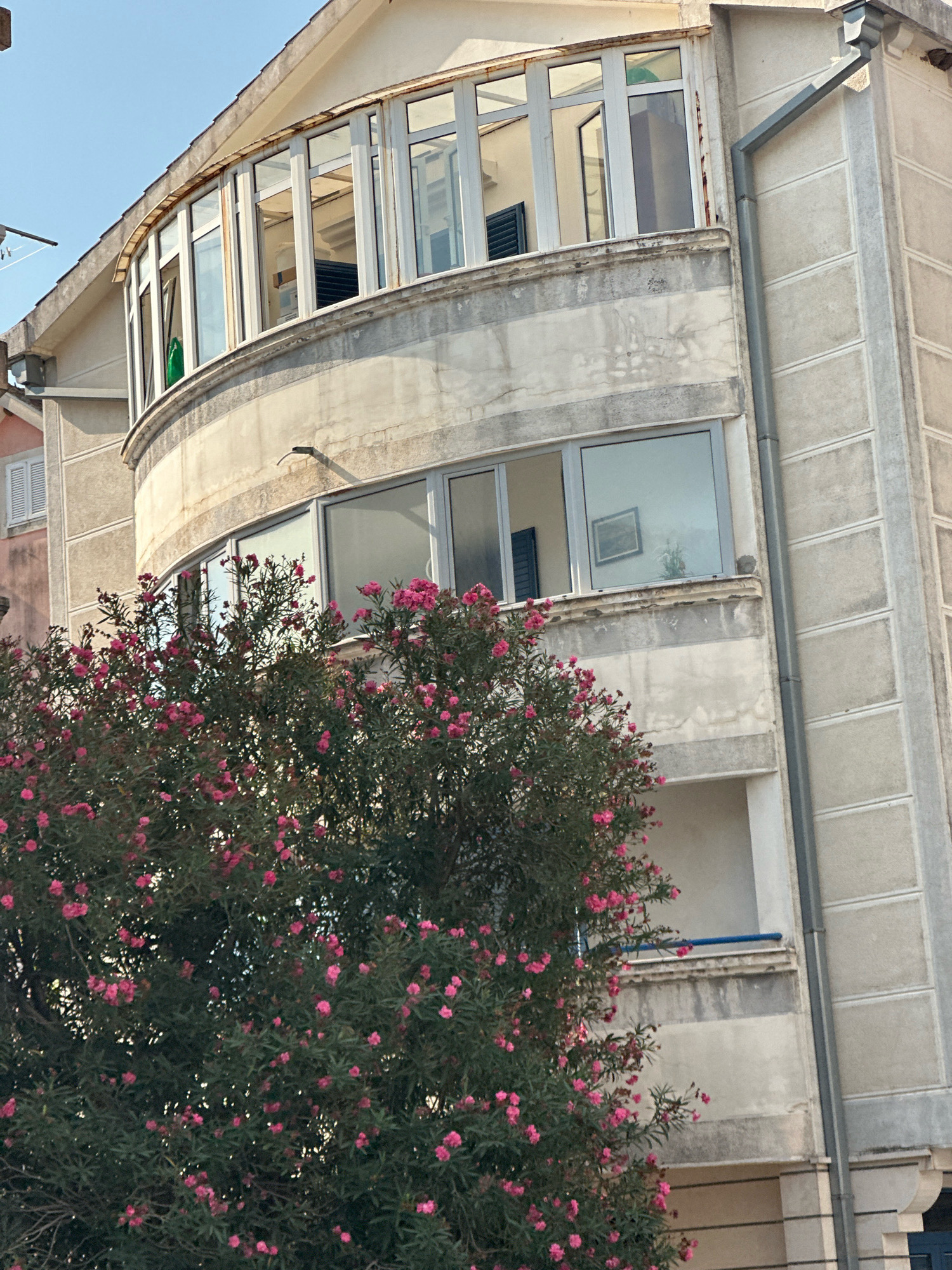 The image shows a close-up view of a section of a building with a curved facade, likely located in Budva, Montenegro. A lush tree with numerous small pink flowers dominates the foreground, obscuring much of the lower part of the building. The building itself appears to be made of concrete and has a weathered, somewhat aged appearance. It features several windows, some of which are curved to match the facade. One prominent feature is a glass-enclosed upper section with multiple windows, possibly a sunroom or balcony. A grey downspout runs vertically along the right side of the building. The sky above is clear and blue. There are no people visible in the image.