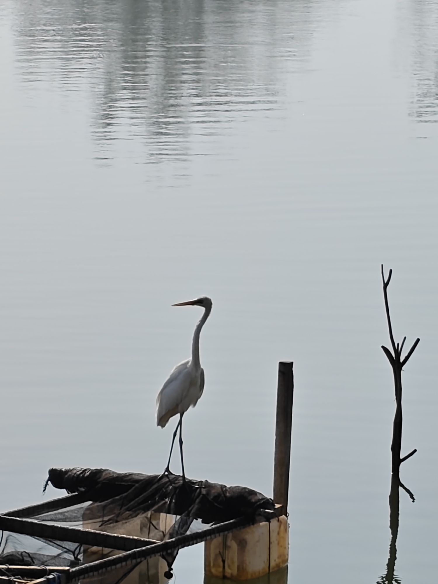 The scene depicts a calm body of water in Lhokseumawe, Indonesia, under diffused lighting conditions. The upper two-thirds of the image show a smooth water surface with subtle ripples and reflections of distant, indistinct vertical forms. A single white great egret stands on a floating aquaculture structure, positioned slightly left of the image center. The egret is supported on its right leg, facing left with its head angled slightly upward. The floating structure consists of a dark, rectangular frame, partially covered by a black net or tarp, and supported by a light-colored buoyant object partially submerged. To the right of the structure, a dark, Y-shaped wooden post or bare tree branch protrudes vertically from the water, casting a clear reflection on the surface. No human presence or specific interactions are observed.