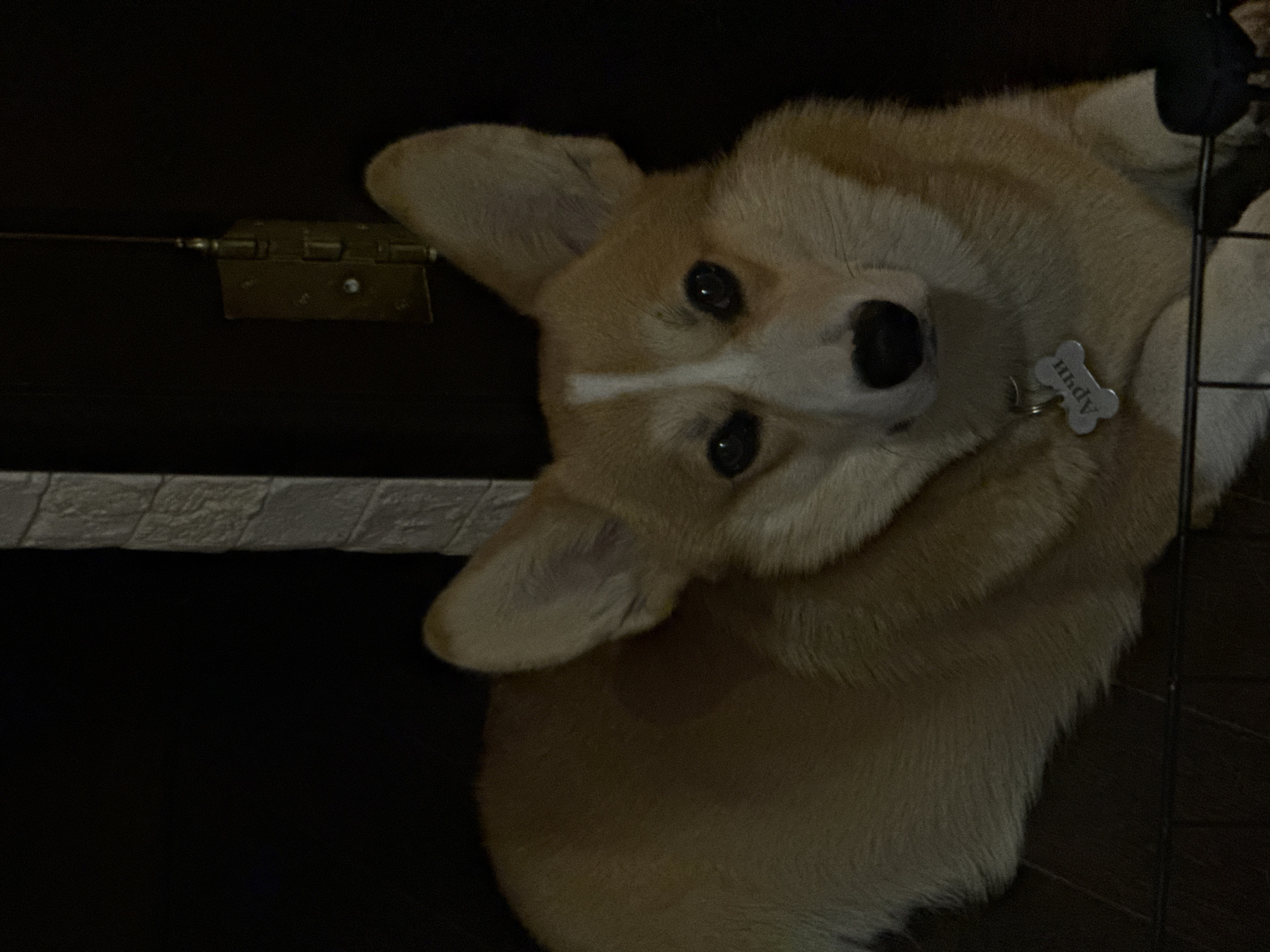 A tan and white Corgi dog with a bone-shaped tag labeled "April" is inside a black wire kennel. The dog is looking upwards with its head tilted. A black, wooden storage trunk is to the left. The top of the trunk appears to be painted with a pattern resembling stone. The image is dark. There is no evidence that the image was taken in Votkinsk, Russia.