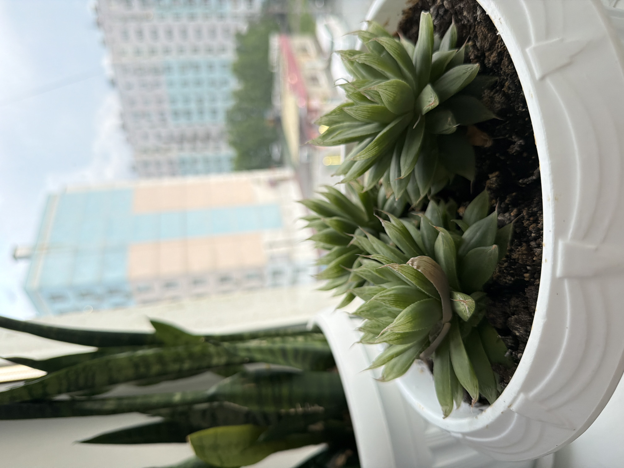 In Khabarovsk, Russia, on a windowsill, several potted plants are visible. In the foreground, a white decorative pot contains a cluster of small, green succulent plants with pointed leaves. To the left and slightly behind, another white pot holds a tall, leafy snake plant. Through the window behind the plants, a blurry view of apartment buildings and a cloudy sky can be seen. The buildings appear to be typical of urban Soviet-era architecture, with multi-story structures in pastel colors. The overall scene depicts a domestic setting with indoor plants set against an urban backdrop.