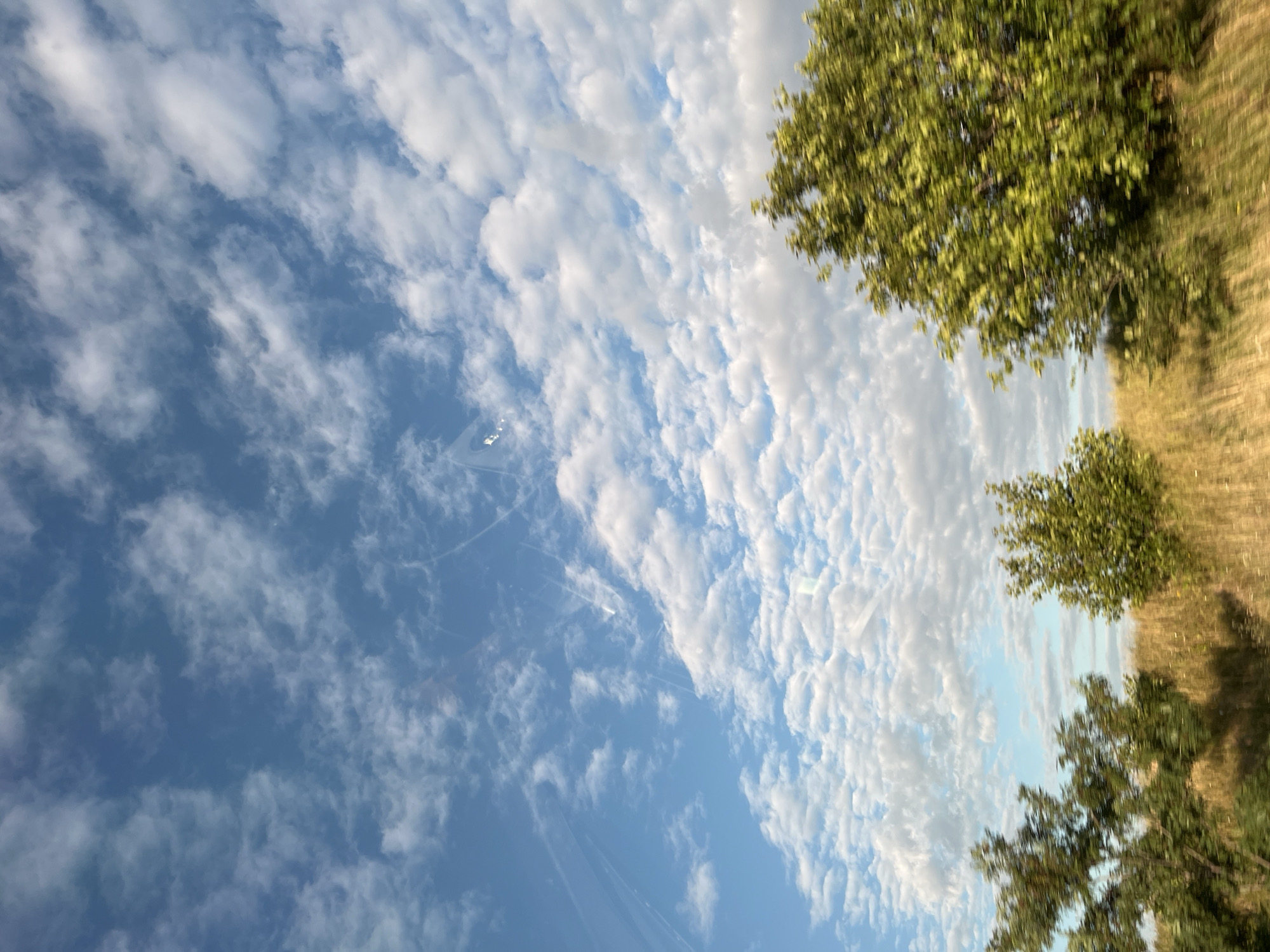 The image depicts a bright, cloudy sky over a landscape with trees and dry grass. In the sky, there are contrails, suggesting the presence of aircraft. The foreground shows blurred green foliage from trees, indicating movement or a photograph taken from a moving vehicle. The dry, golden grass suggests a rural or natural setting. The scene is observed from a low angle looking upwards towards the sky. There are no people or specific man-made structures visible in the immediate environment. The overall impression is of a natural landscape under a dynamic sky, possibly observed during daylight hours.