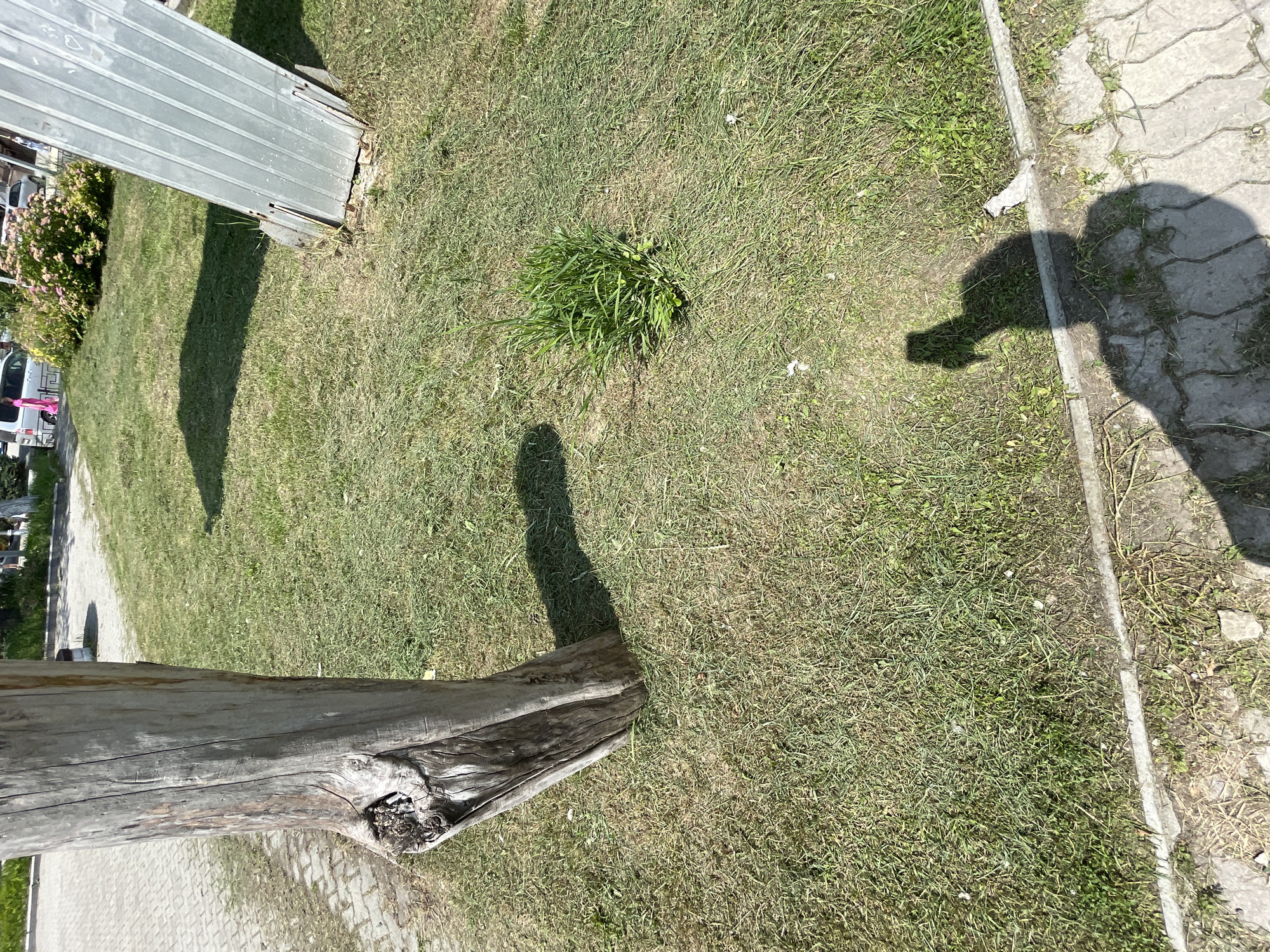 The image shows a close-up view of a grassy area with a rough, weathered tree stump on the left and a metallic object leaning into the frame from the right. The ground is covered in patchy green grass, with some dry blades and sparse weeds. The tree stump appears to be gray and textured, with a visible knot hole. The metallic object is corrugated and appears to be a portion of a fence or barrier, showing signs of rust and damage at its base, where it meets the ground. A dense clump of bright green grass grows in the middle of the scene, contrasting with the sparser surrounding vegetation. In the background, a paved walkway is visible, with a hint of buildings and foliage. The shadow of a person holding a camera is cast on the ground in the lower right portion of the image, indicating that the photograph was taken outdoors on a sunny day. The location is identified as Spassk-Dal'nij, Russia.