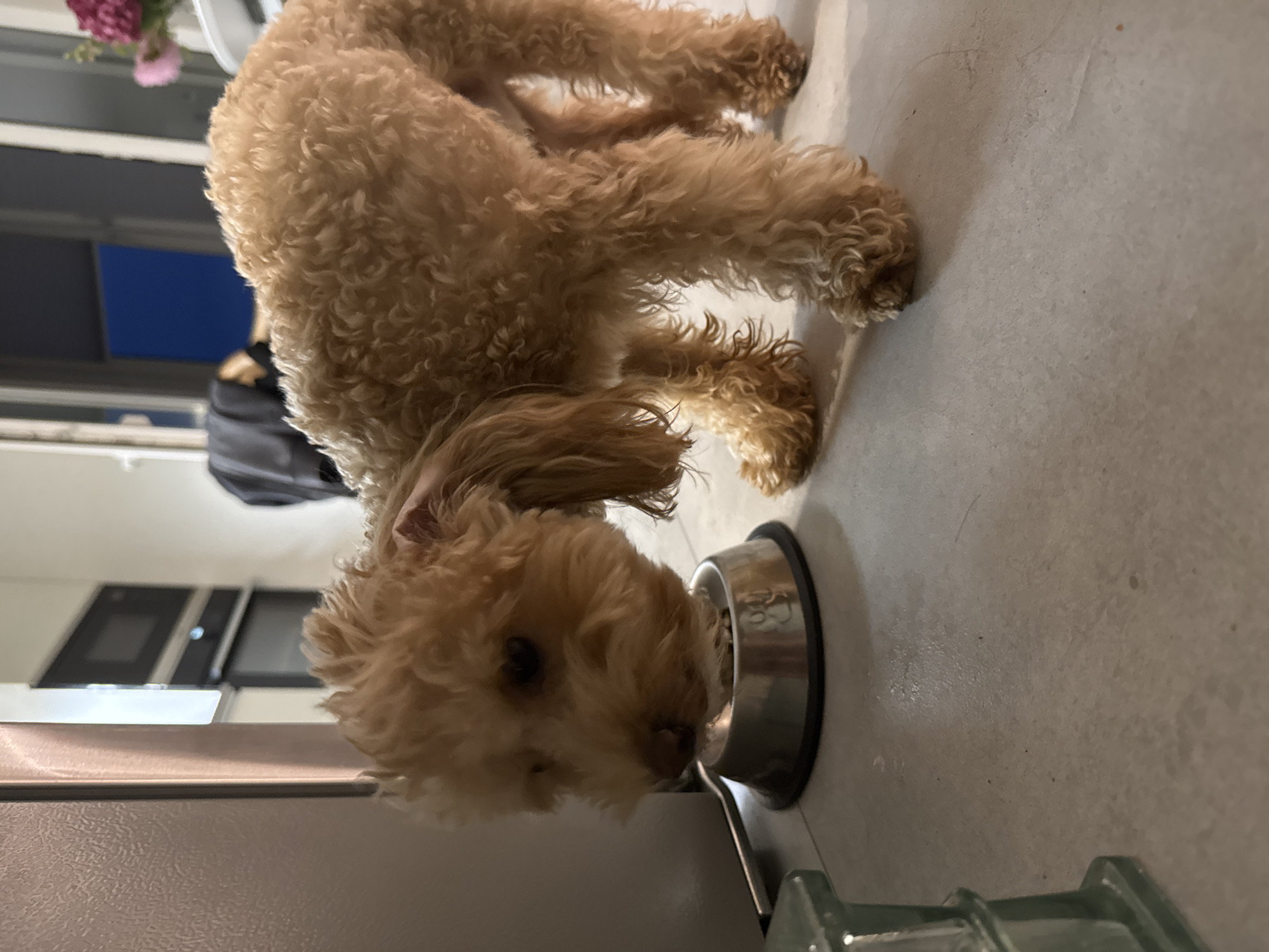 A light brown, curly-haired dog, possibly a poodle mix, is eating from a silver pet bowl on a light gray tiled floor. The dog is positioned in the center of the frame, with its head down in the bowl. To the left of the dog is a portion of a stainless steel appliance, likely a refrigerator, and a green glass object. In the background, the scene appears to be a kitchen or dining area, with a microwave oven and cabinetry visible on the wall. A dark chair or piece of furniture is also present. The overall lighting suggests an indoor setting, possibly in the evening or a dimly lit room. The location is identified as Бараўлянскі сельскі Савет, Belarus.