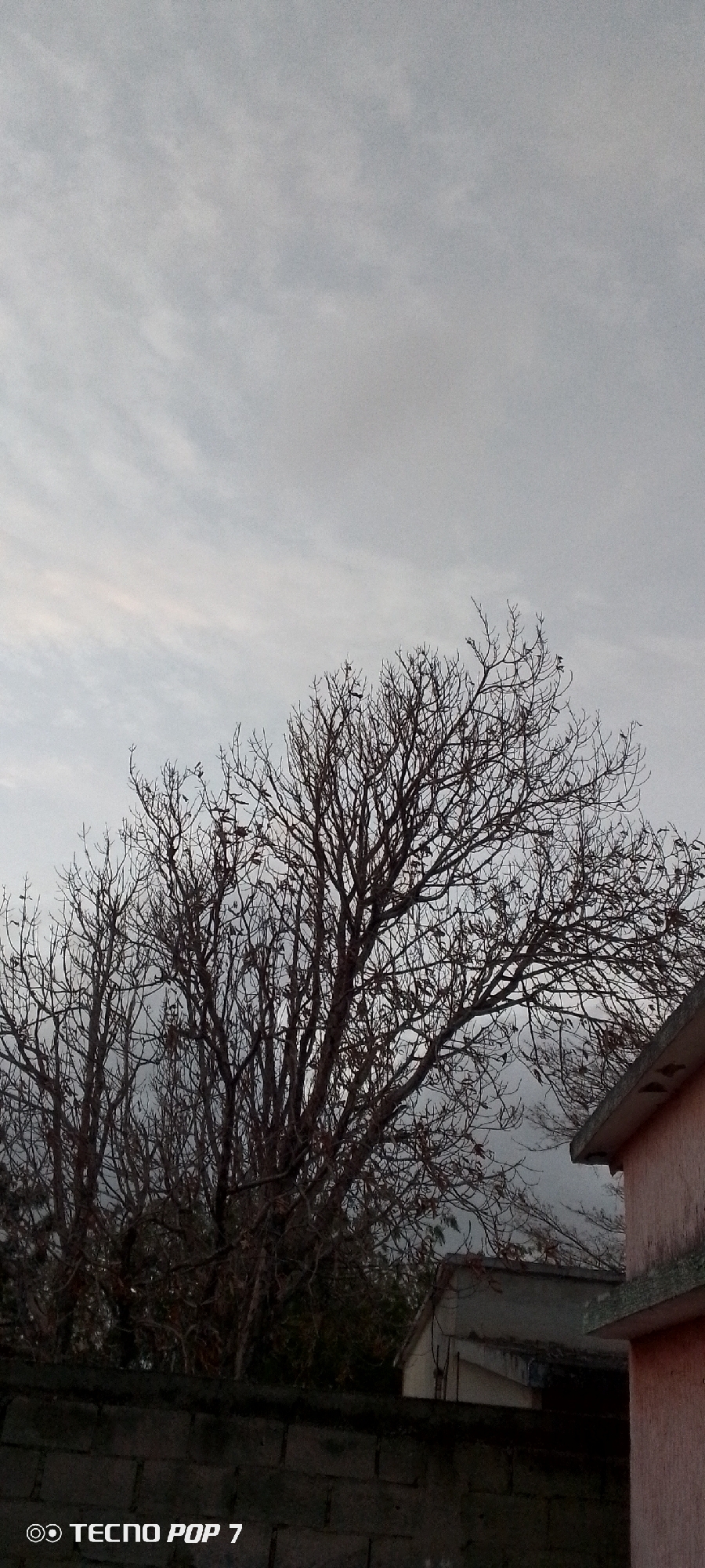 The photograph depicts a leafless tree silhouetted against a cloudy sky in what appears to be Altagracia, Venezuela. The tree's branches reach upward, devoid of foliage. In the background, a building or structure is partially visible, as is a brick wall in the foreground. A cell phone manufacturer's logo, TECNO POP 7, appears in the bottom left corner. The overall scene suggests an overcast day.