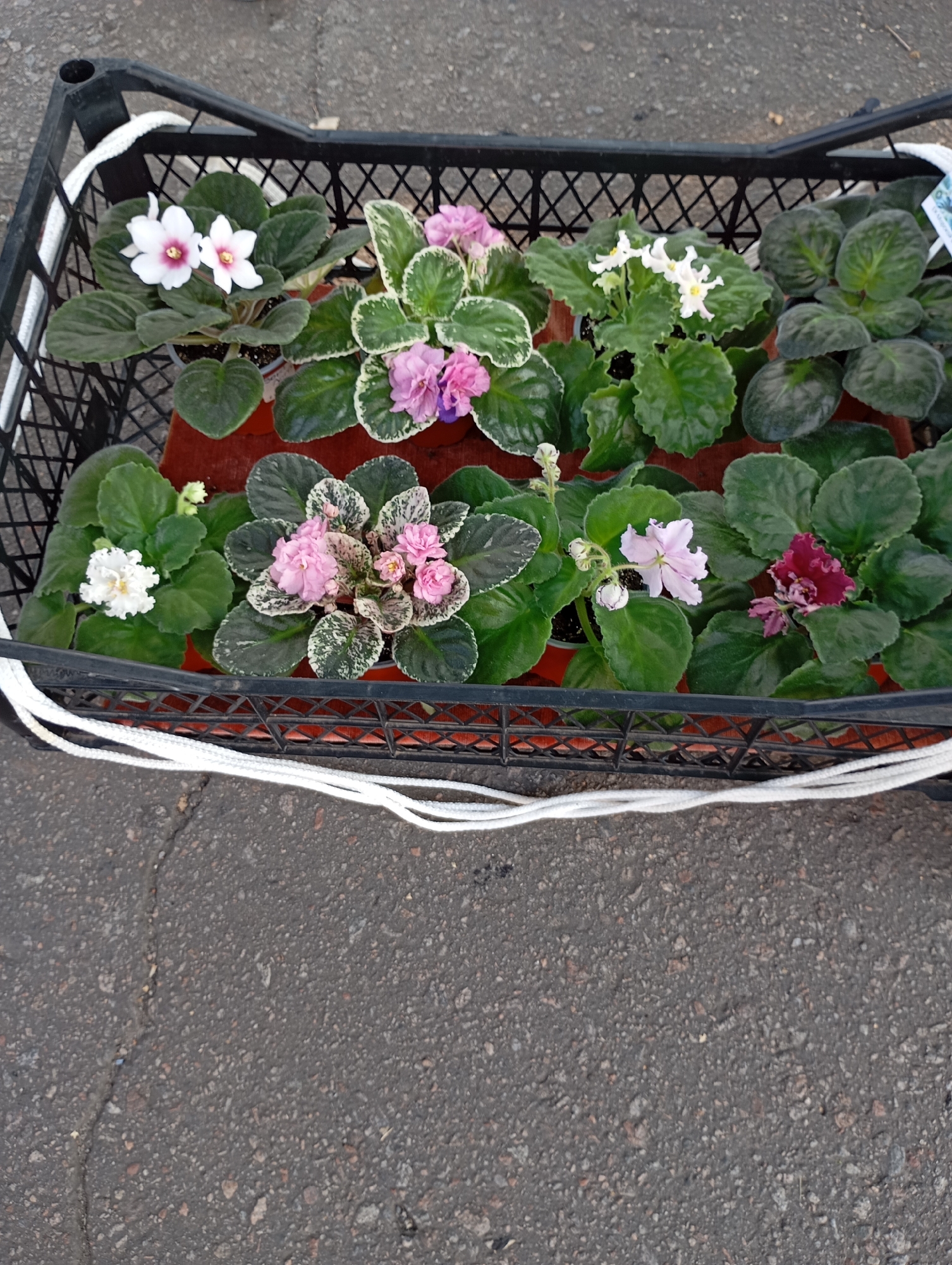 A black plastic crate containing several potted African violets sits on a cracked asphalt surface. The crate is filled with plants that display a variety of flower colors, including white, pink, and a deep reddish-purple. Some of the plants have variegated leaves. A white rope is draped over the edge of the crate and lies on the asphalt. The scene appears to be outdoors in a city, likely Horishni Plavni, Ukraine, given the context.
