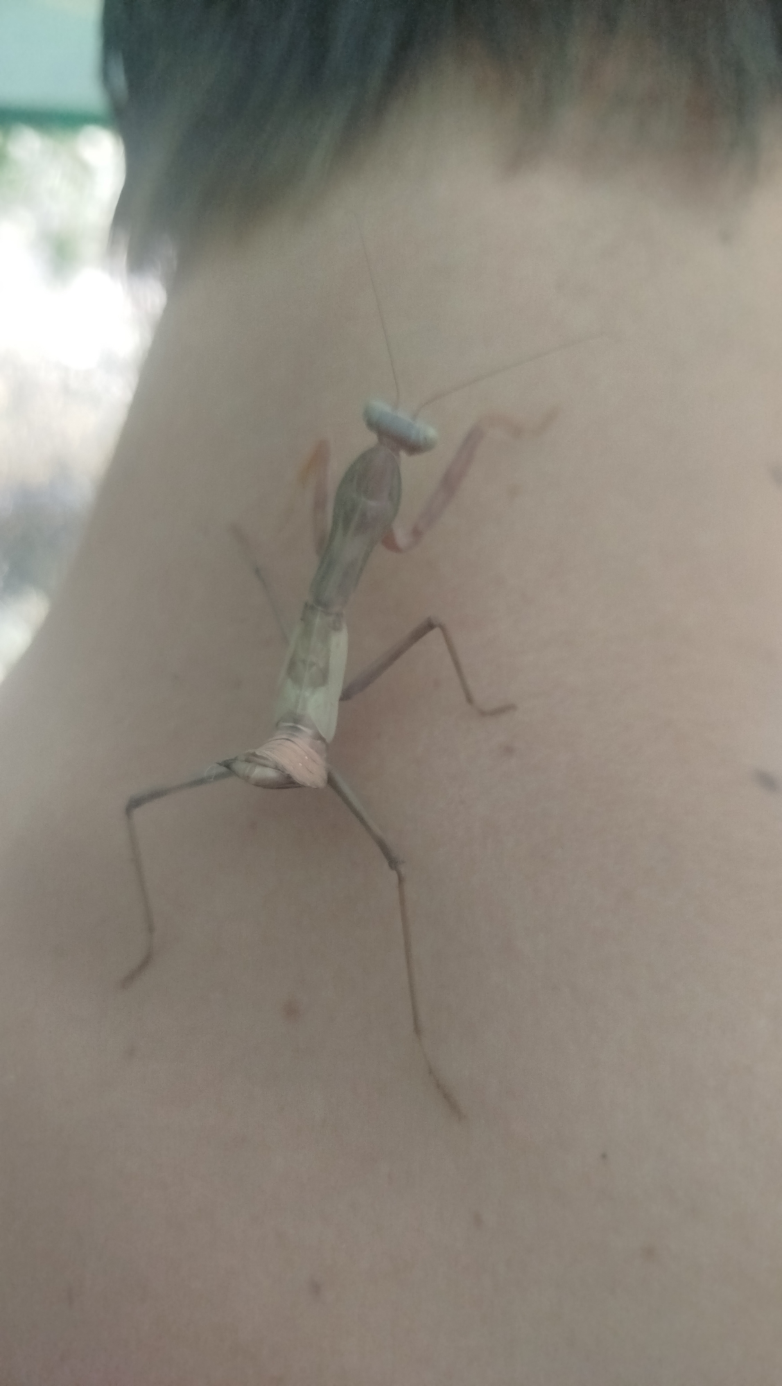 A praying mantis is positioned on a person's shoulder or upper back. The insect is light brown and green, with its head tilted slightly upwards. Its long, thin legs are spread out, some gripping the skin. The person's hair is visible in the upper portion of the image, and their skin tone is light. The background is blurred and appears to be outdoors, with some green foliage visible on the left side. The location is Pivdennoukrainsk, Ukraine.