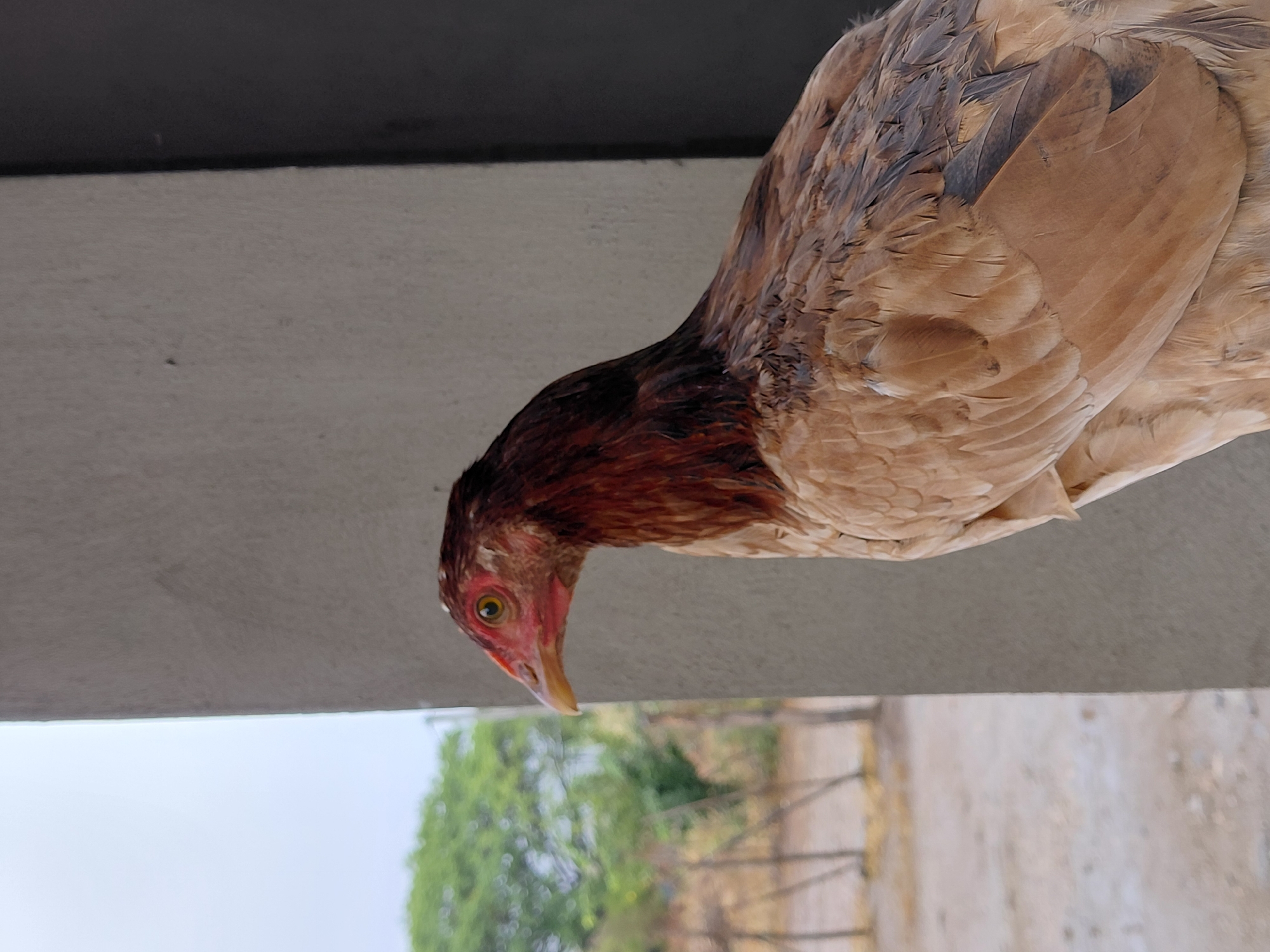 A close-up, vertically oriented photograph captures a chicken peering downwards. The chicken, with predominantly light brown and tan feathers, accented by darker brown and black plumage on its neck and back, occupies the central and right portions of the frame. Its head, featuring a distinct red face, a yellow-gold eye, and a yellowish beak, is angled downwards towards the left. The chicken appears to be observing something beyond the edge of a prominent light grey or beige concrete-like surface, which forms a horizontal band across the middle of the image. Above this surface is a darker grey or black area, possibly a ceiling or an upper part of a structure, creating a stark contrast. Below the light grey surface, the lower left quadrant of the image reveals a bright, clear sky. Further below, towards the center and right, are blurred green trees and the indistinct form of a light-colored building with visible structural elements, suggesting a background of urban or semi-urban development. The bright, even lighting indicates it is daytime. The chicken's expression is neutral and focused. There is no visible text. The scene is set outdoors, in what appears to be Santa Ana, Venezuela.
