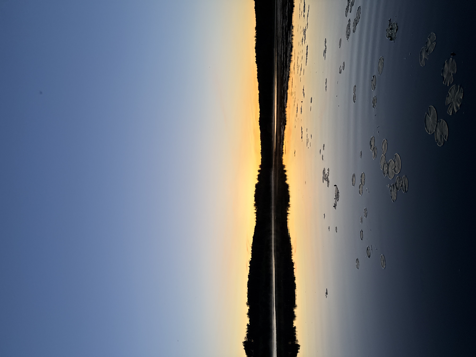 A vertical, full shot of a tranquil lake at dawn, reflecting a gradient sky from deep blue at the top to a soft orange and yellow horizon. The far shore is silhouetted by a dense line of trees, with a thin layer of mist rising from the water's surface. Scattered lily pads dot the dark, still water, creating subtle ripples. The scene is devoid of any human presence or activity, suggesting a natural, undisturbed environment.