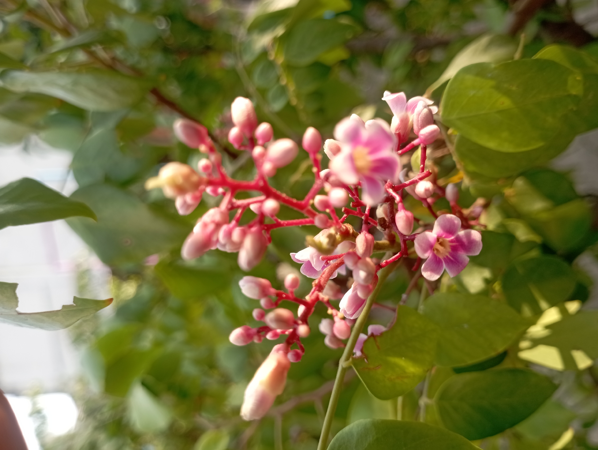 A close-up shot captures a cluster of small, pink star fruit flowers and buds, some unfurling with delicate petals. The flowers are attached to a reddish stem, surrounded by lush green leaves that are slightly blurred due to the shallow depth of field. The lighting suggests it is daytime, with some dappled sunlight filtering through the foliage, creating soft shadows. The background is out of focus, showing more greenery and possibly hints of a building or sky. The image appears to be taken in a natural or garden setting, consistent with a location in Kramat, Indonesia, where star fruit trees are common.